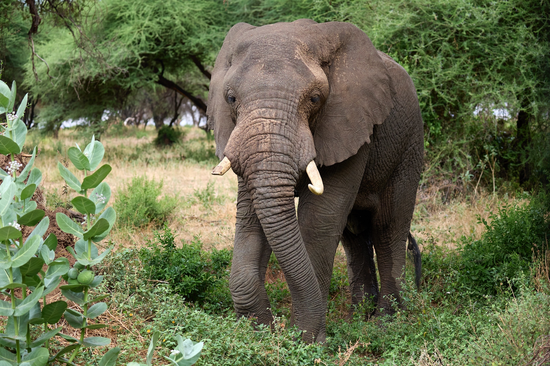 Elefante