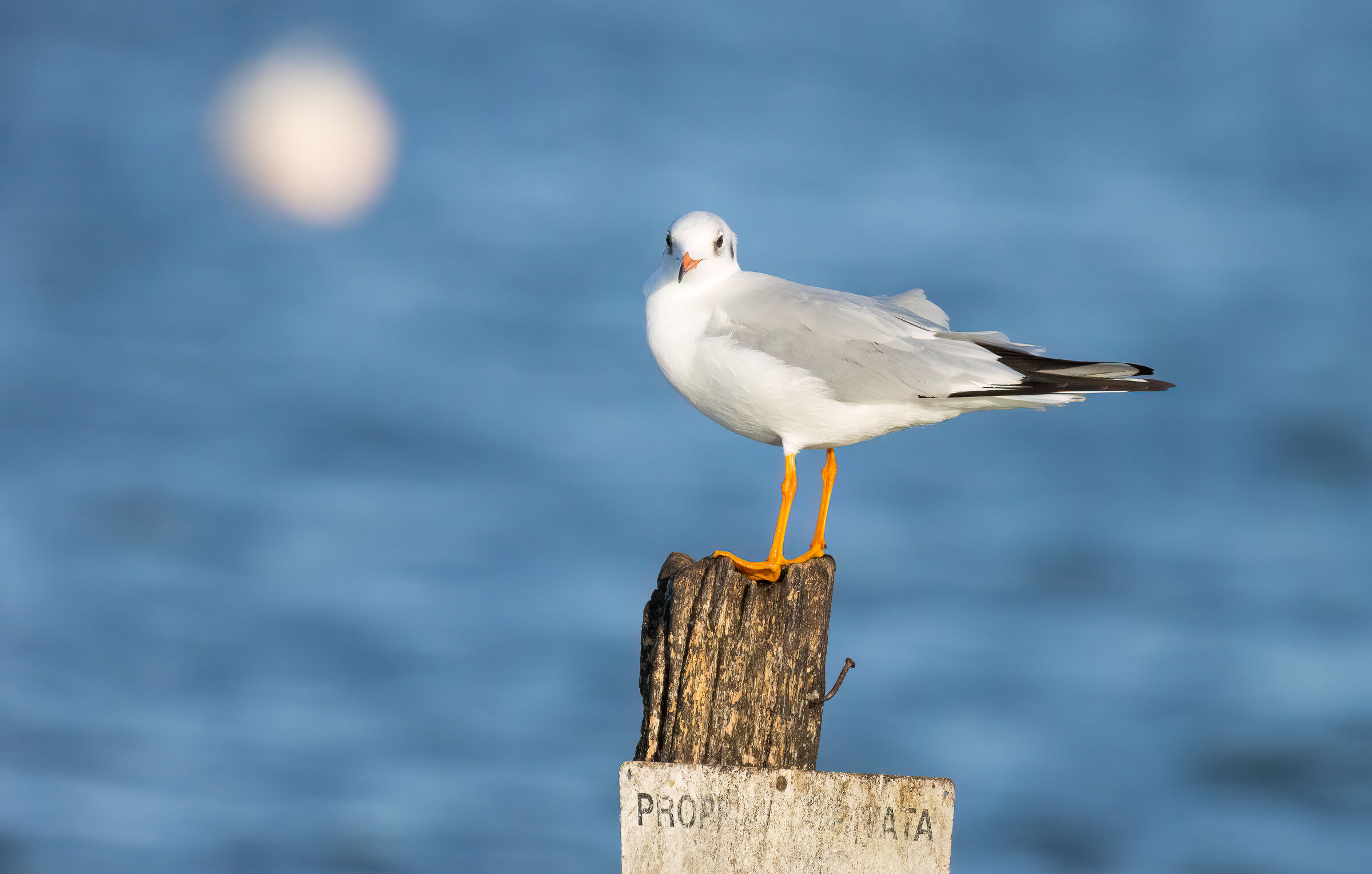 Black-headed gull
