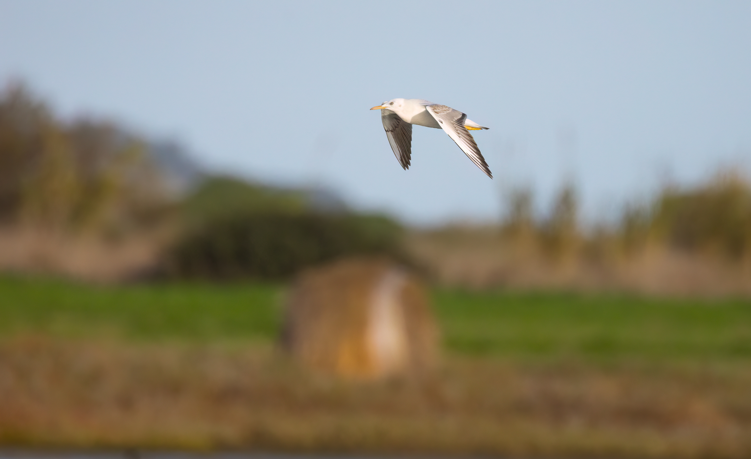 Black-headed gull