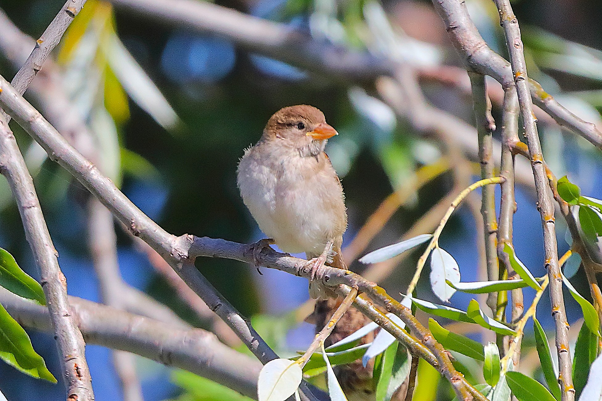 Passero 10 luglio 2025 - 0219