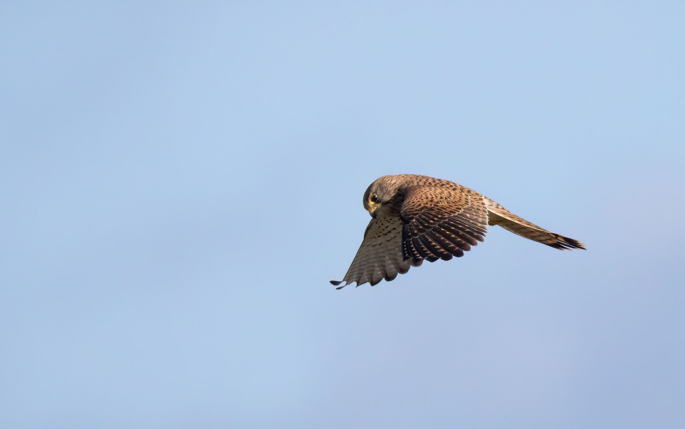 Kestrel