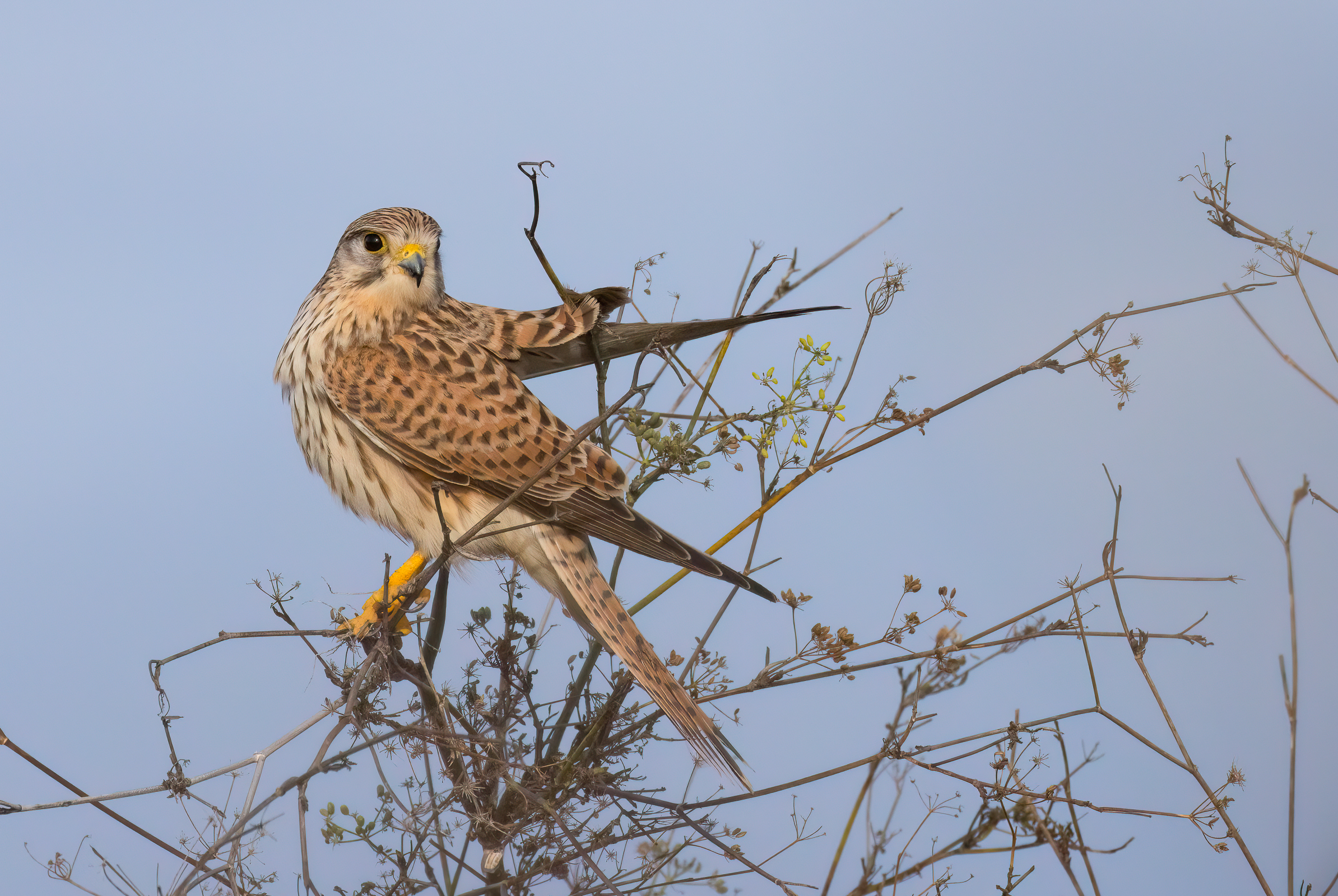 Kestrel