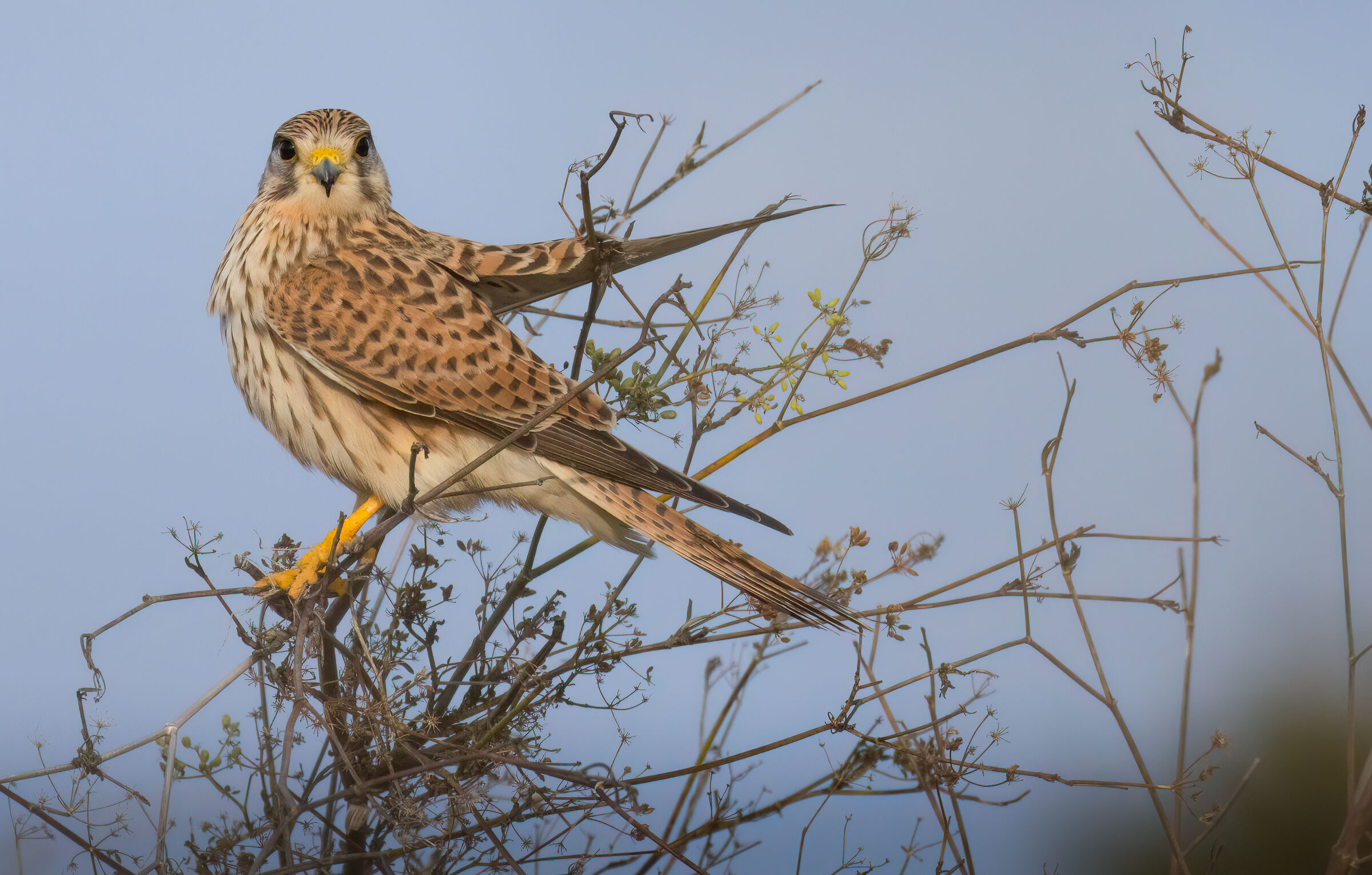 Kestrel