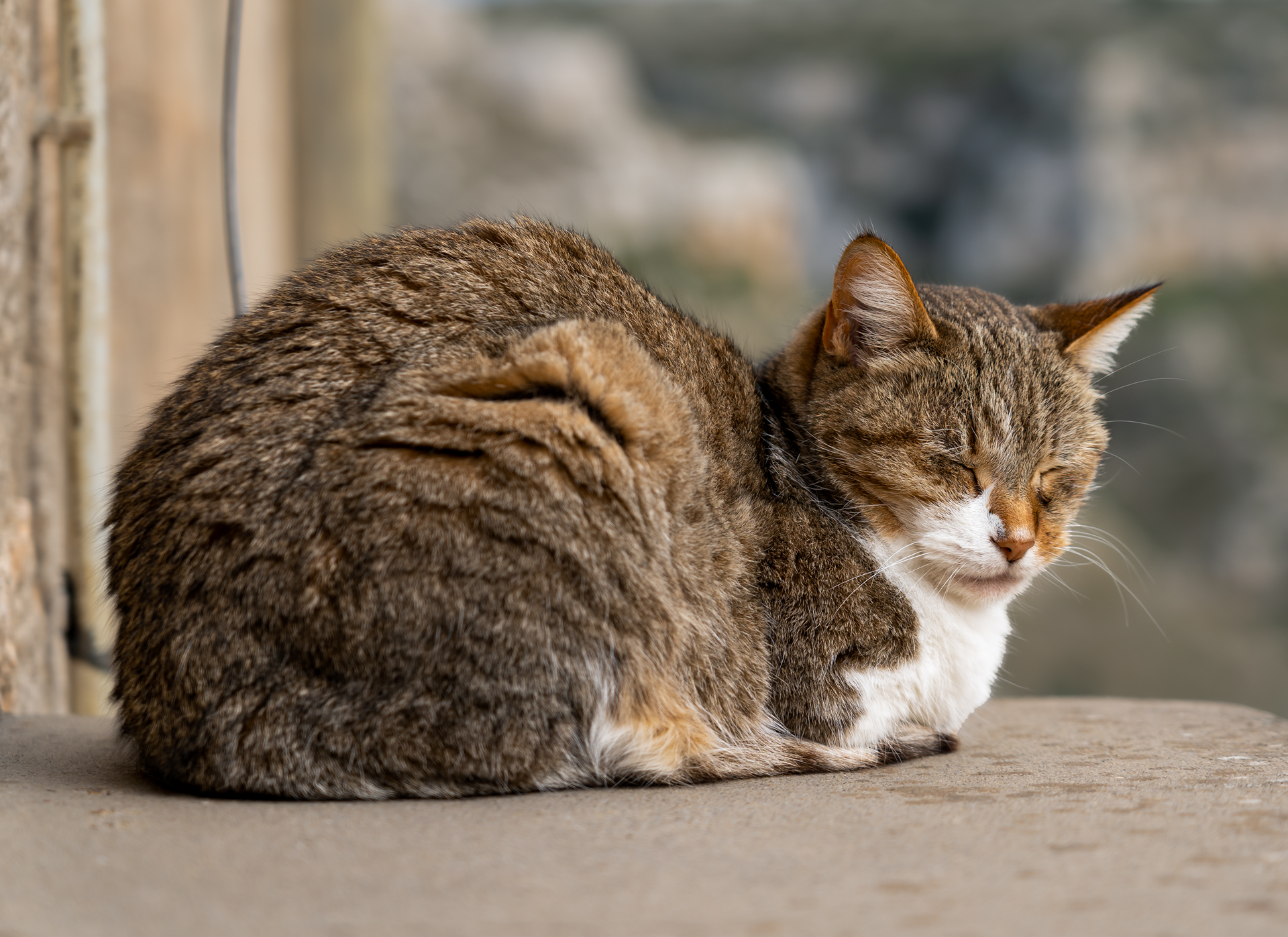 Cat in Matera