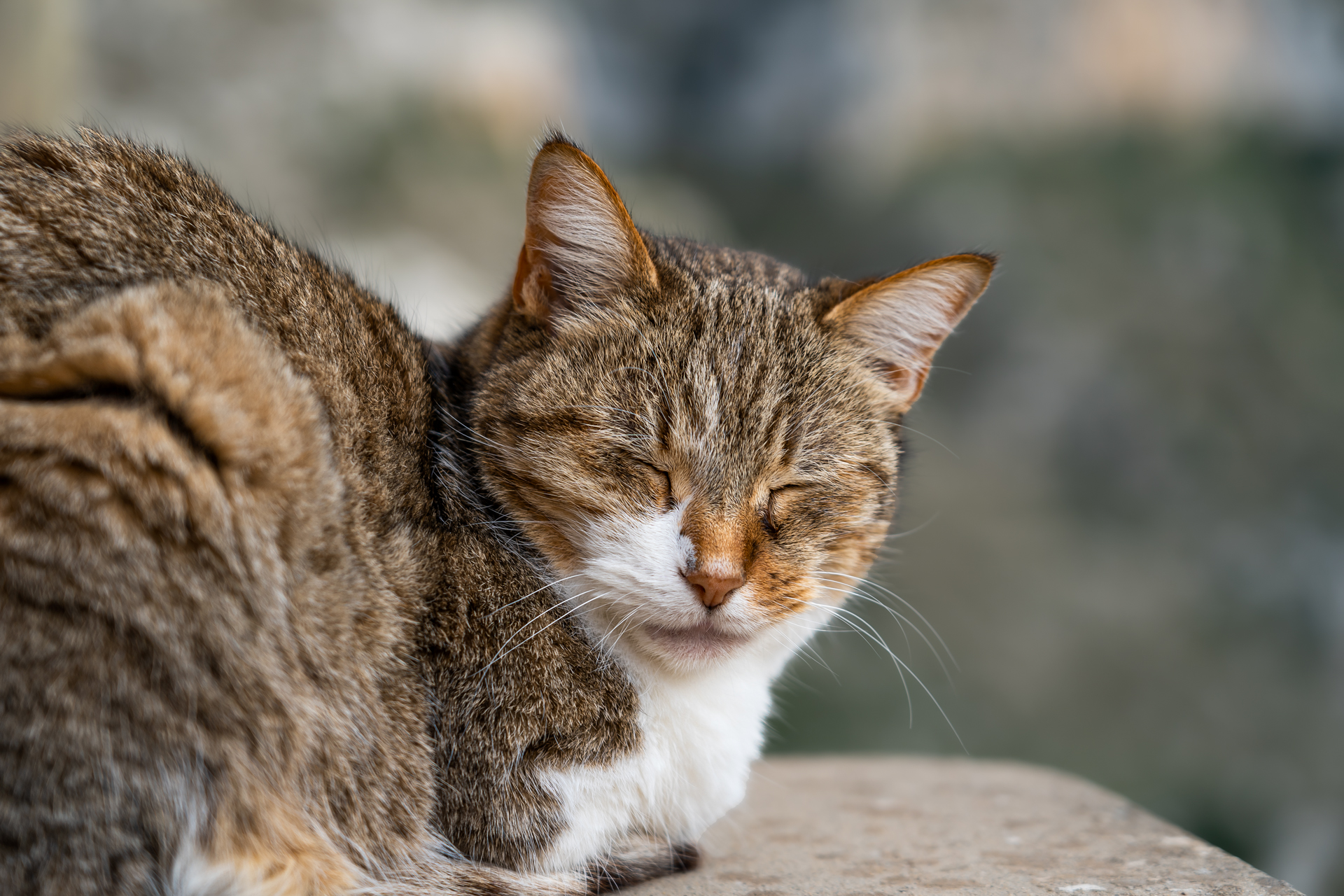 Cat in Matera