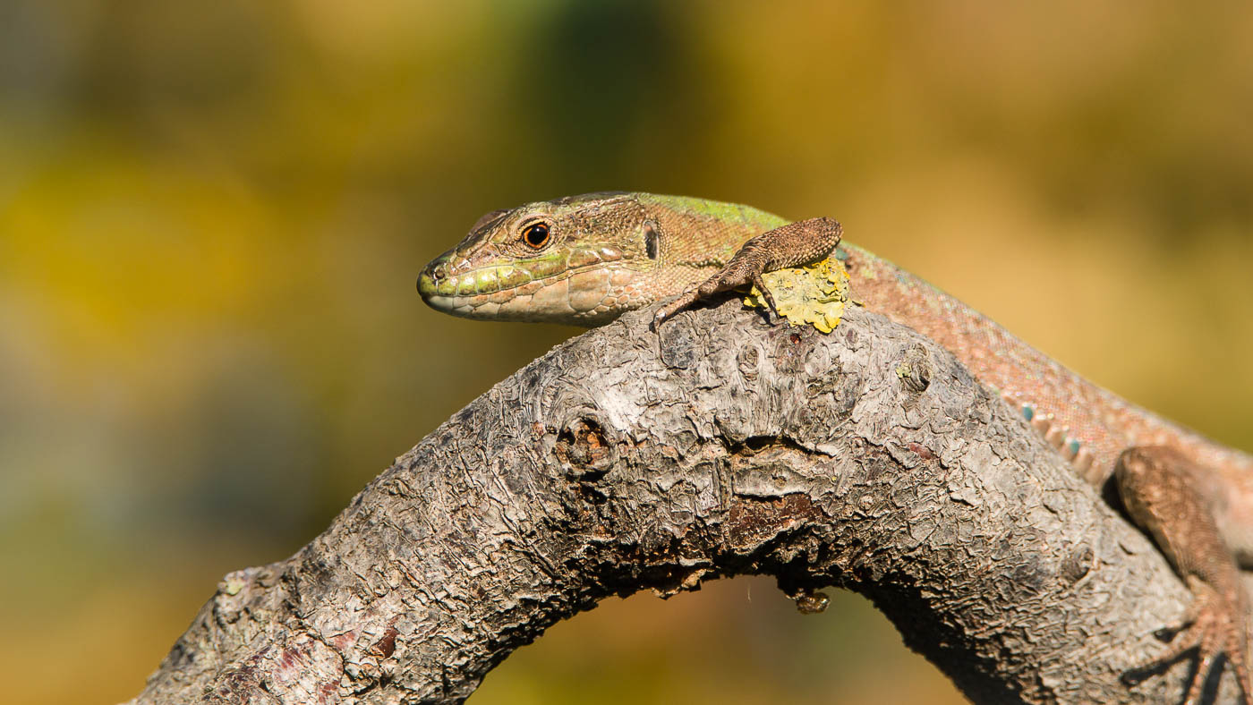 Dal mondo delle lucertole
