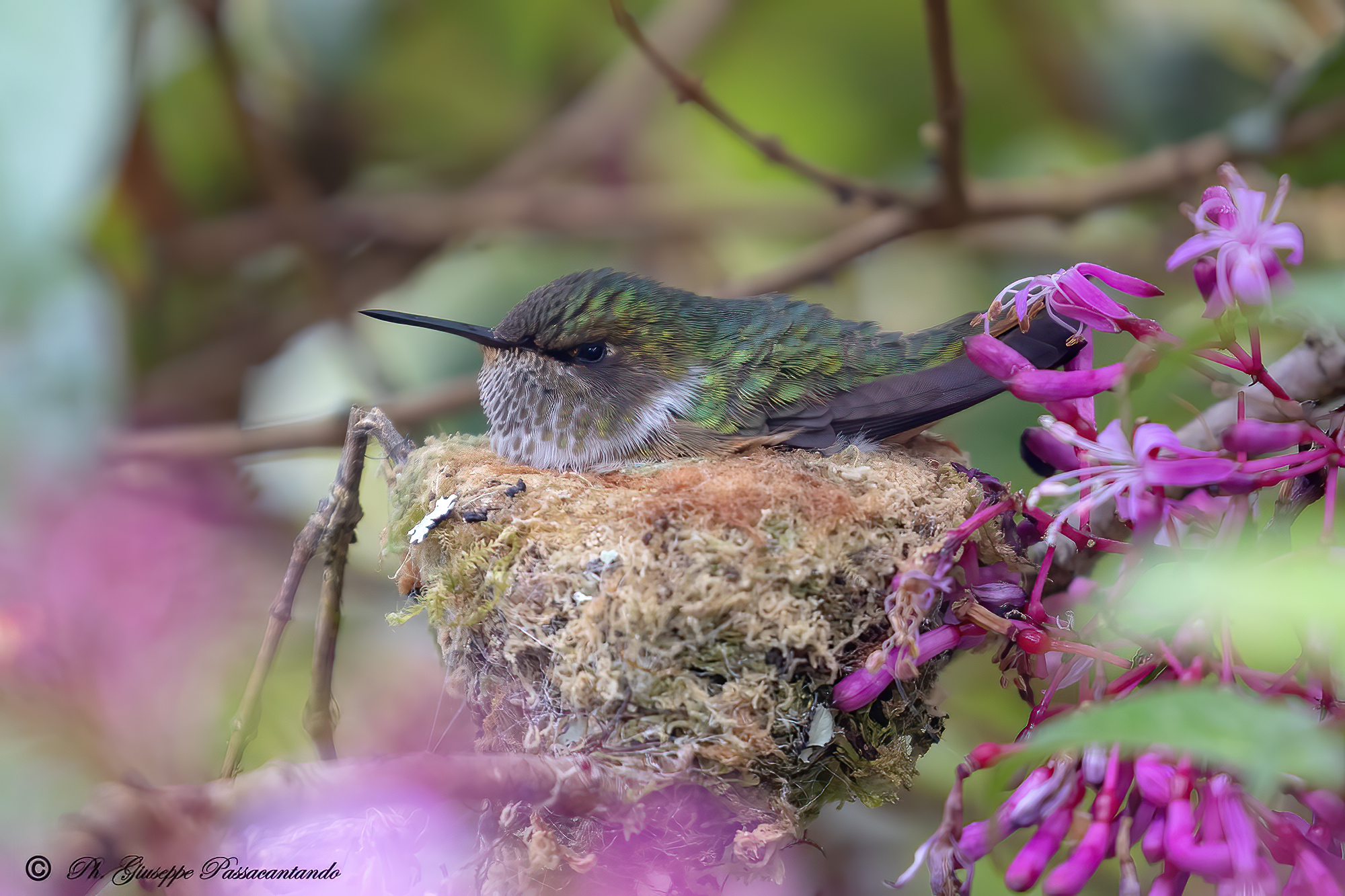 vulcano hummingbird
