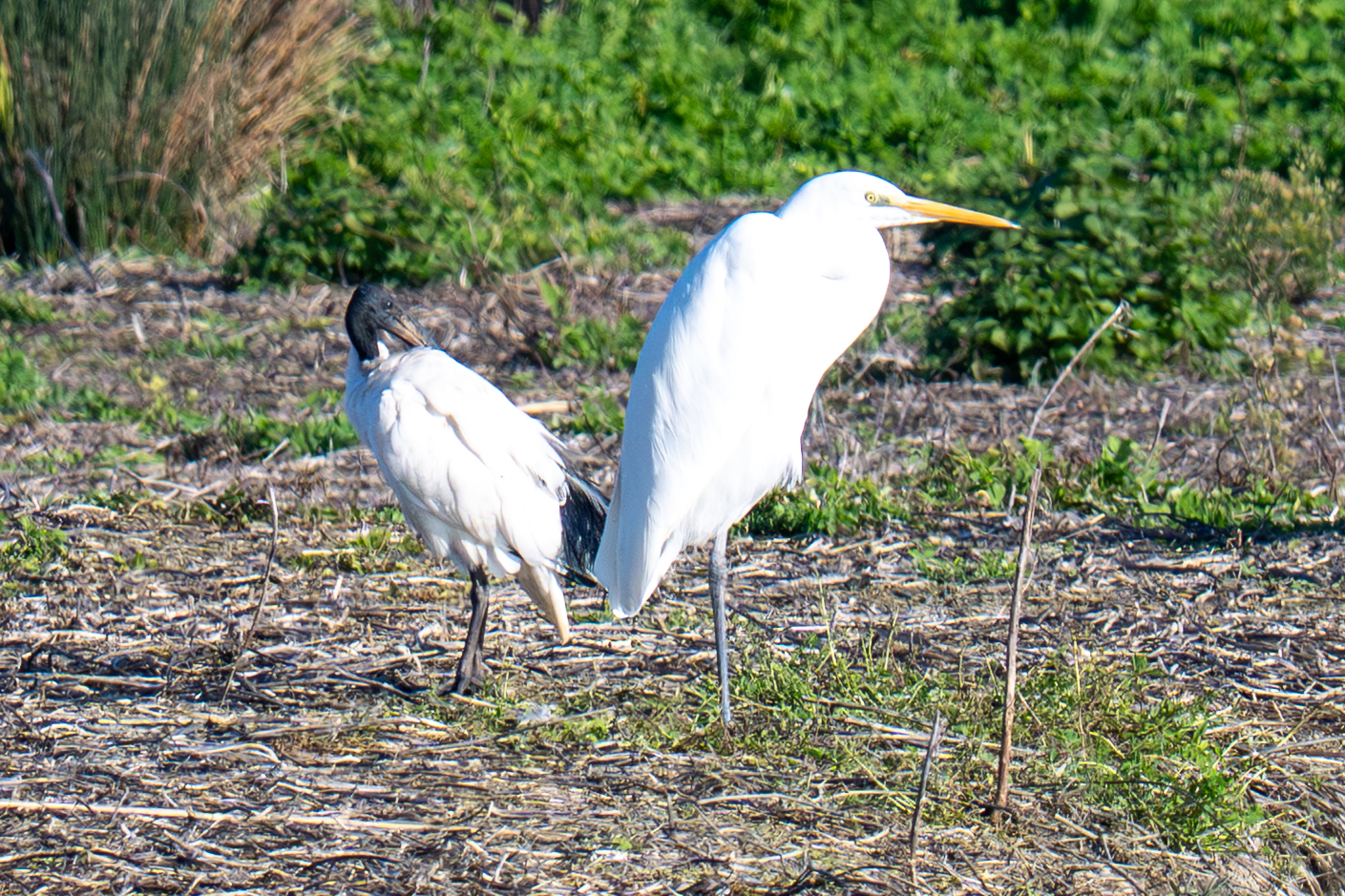 Ibis Ardea Alba