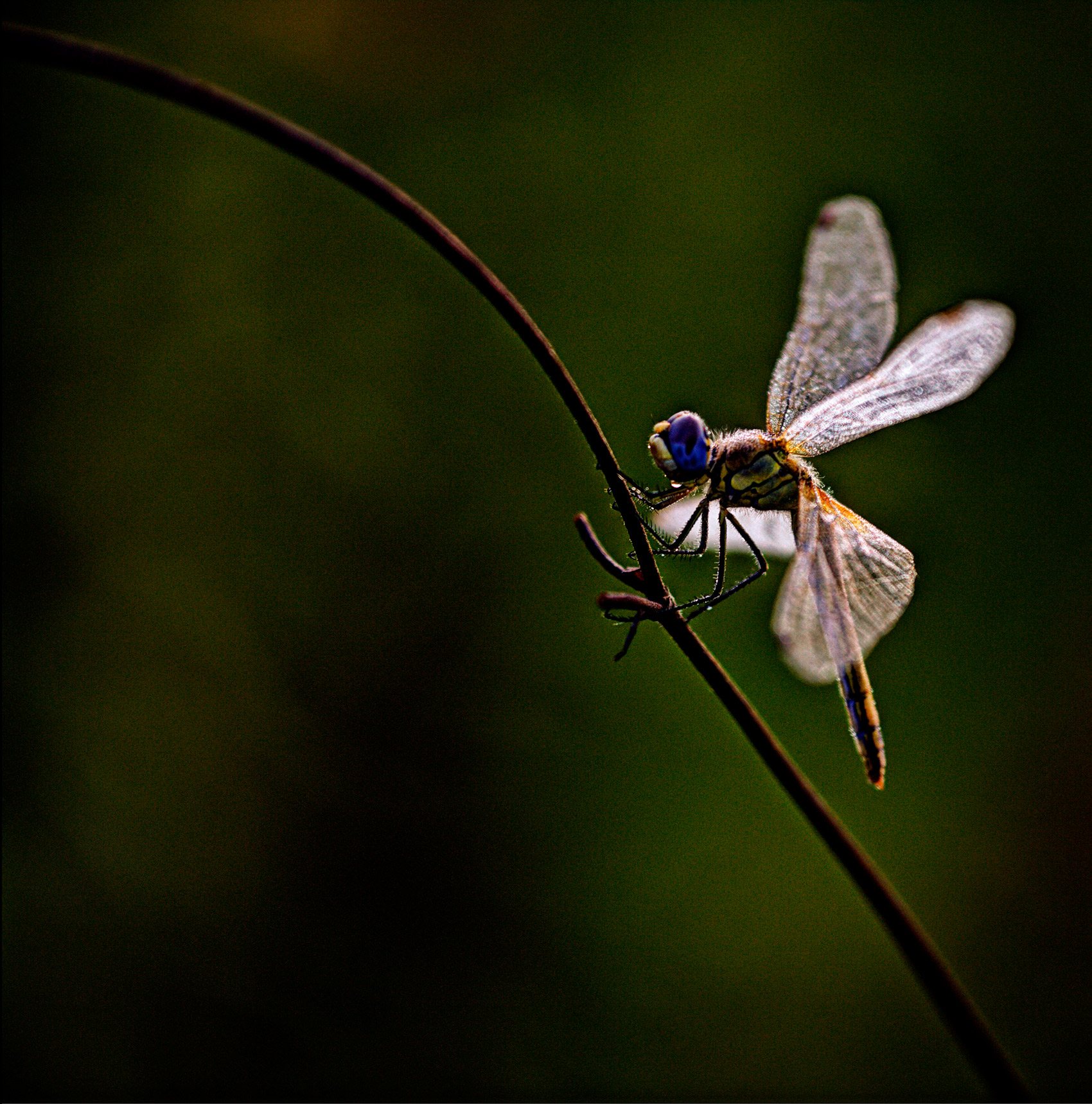 libellula