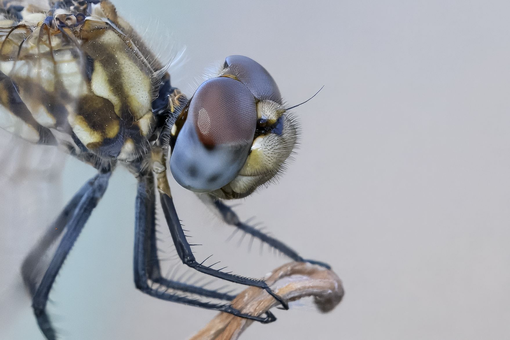 Trithemis annulata femmina