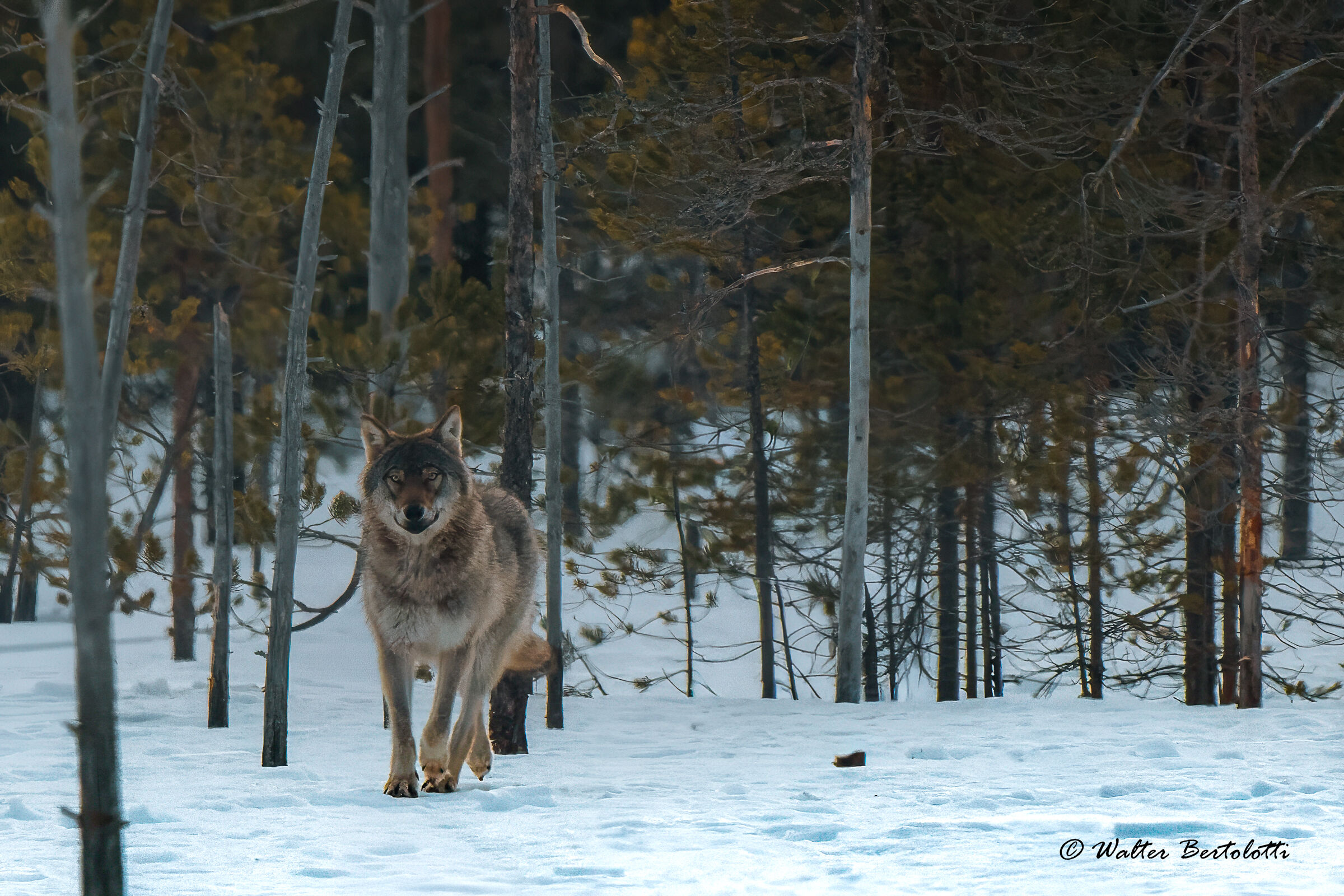 il signore della tundra