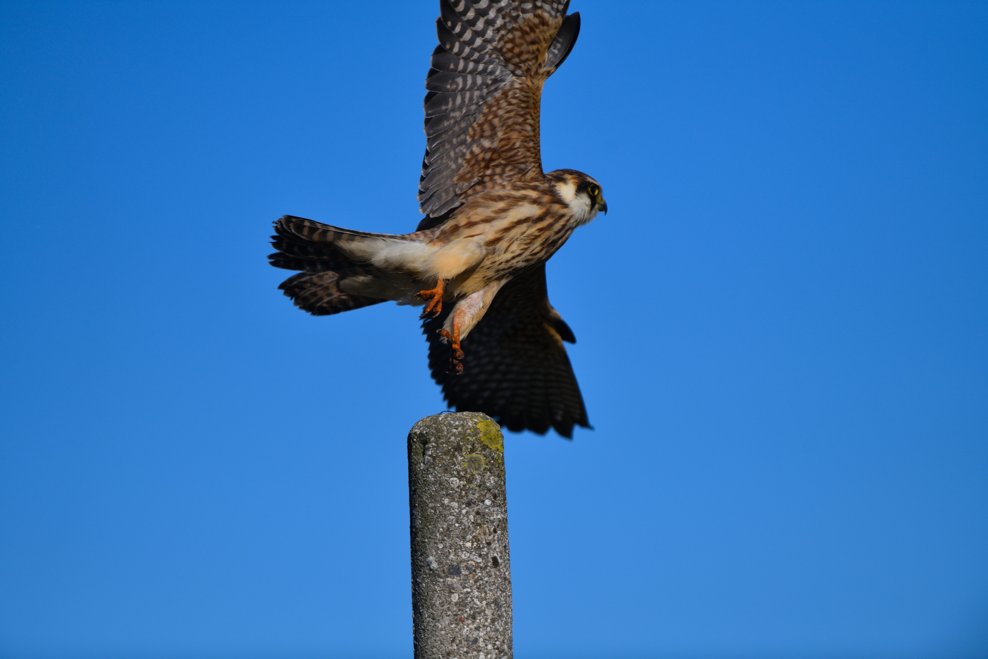Cuckoo Falcon Juv