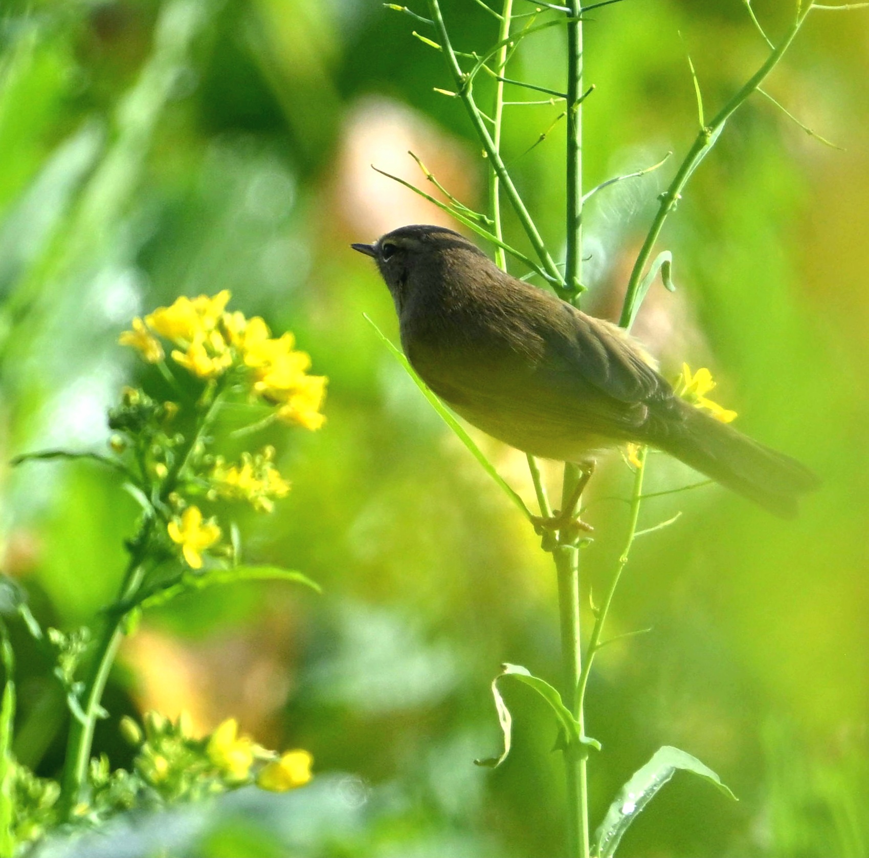 Un simpatico incontro