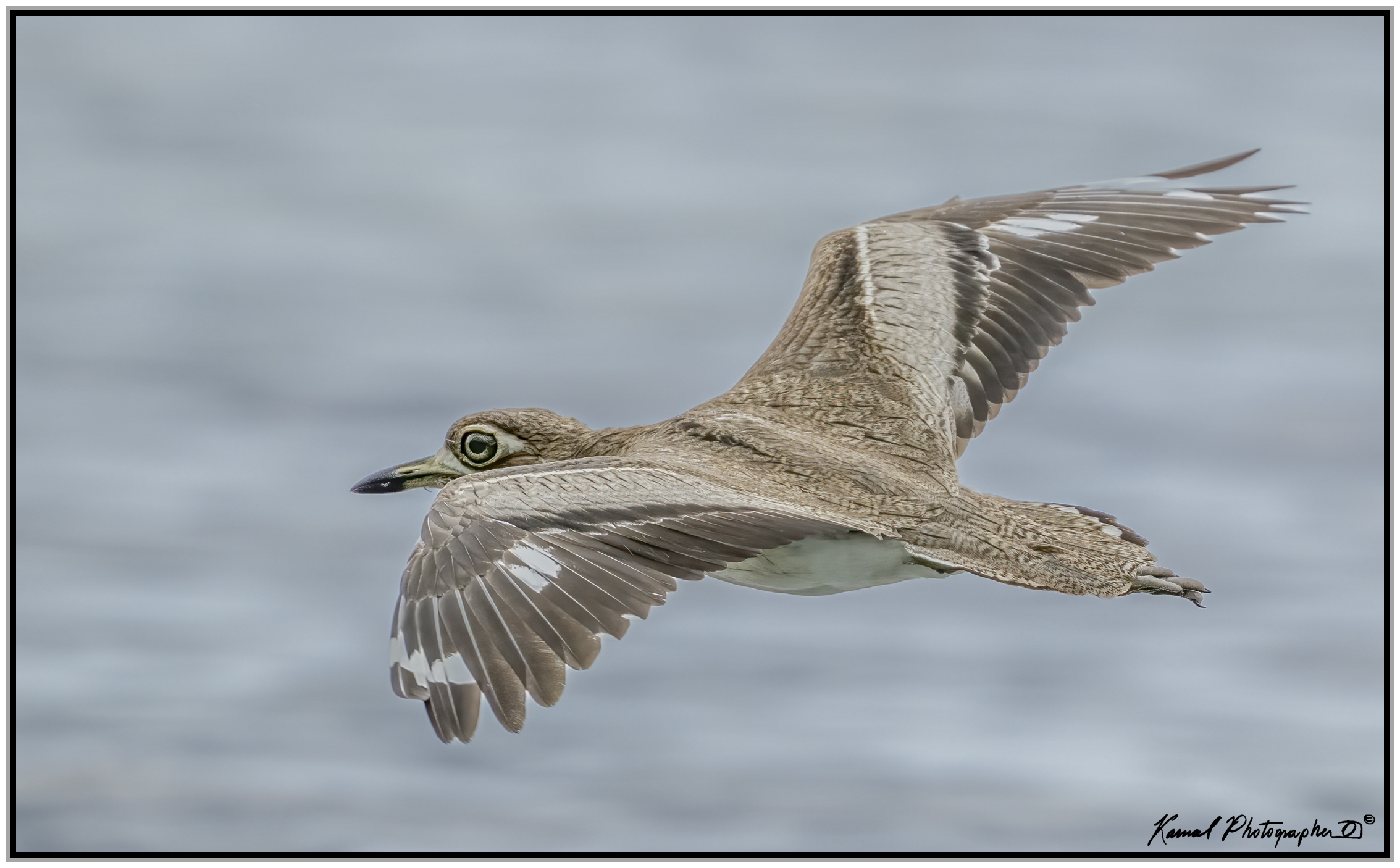 Dipper's curlew
