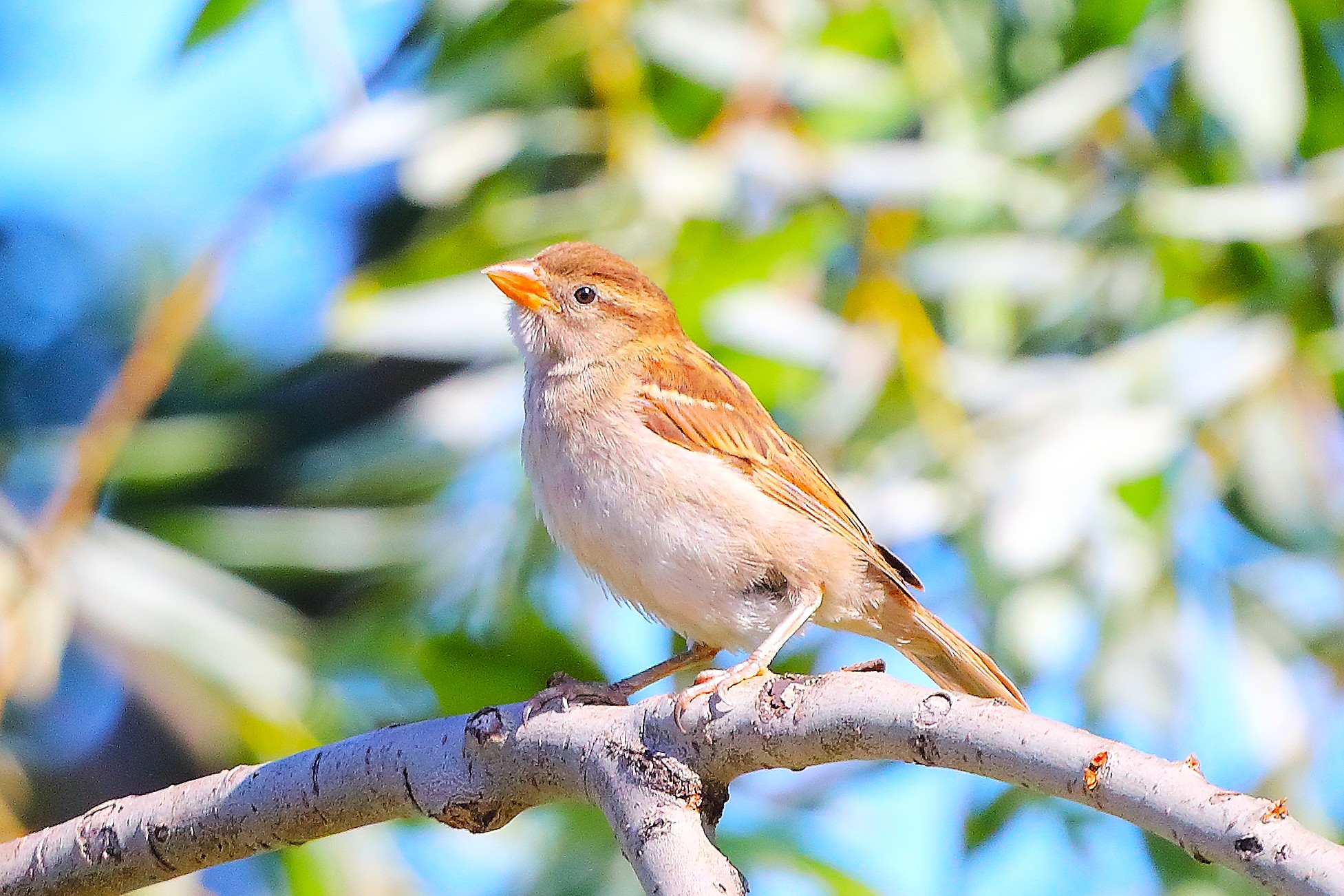 Passero 10 luglio 2025 - 0228