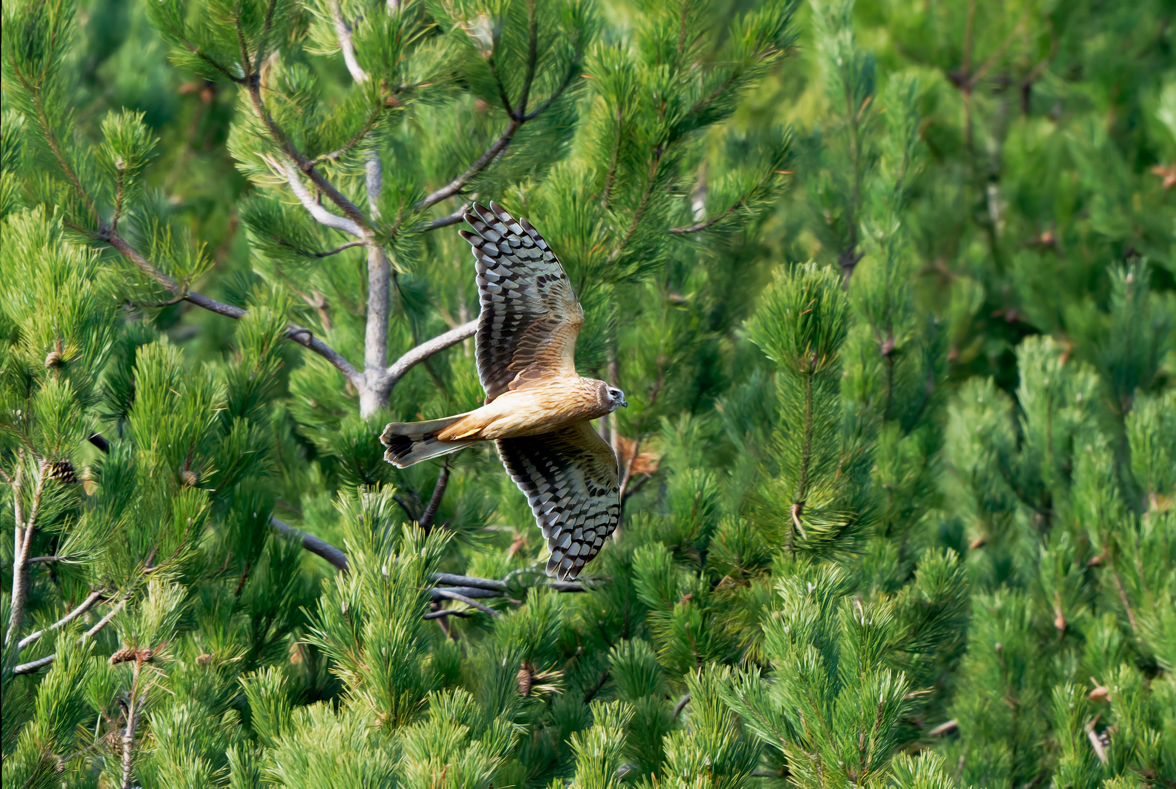 Hen Harrier female