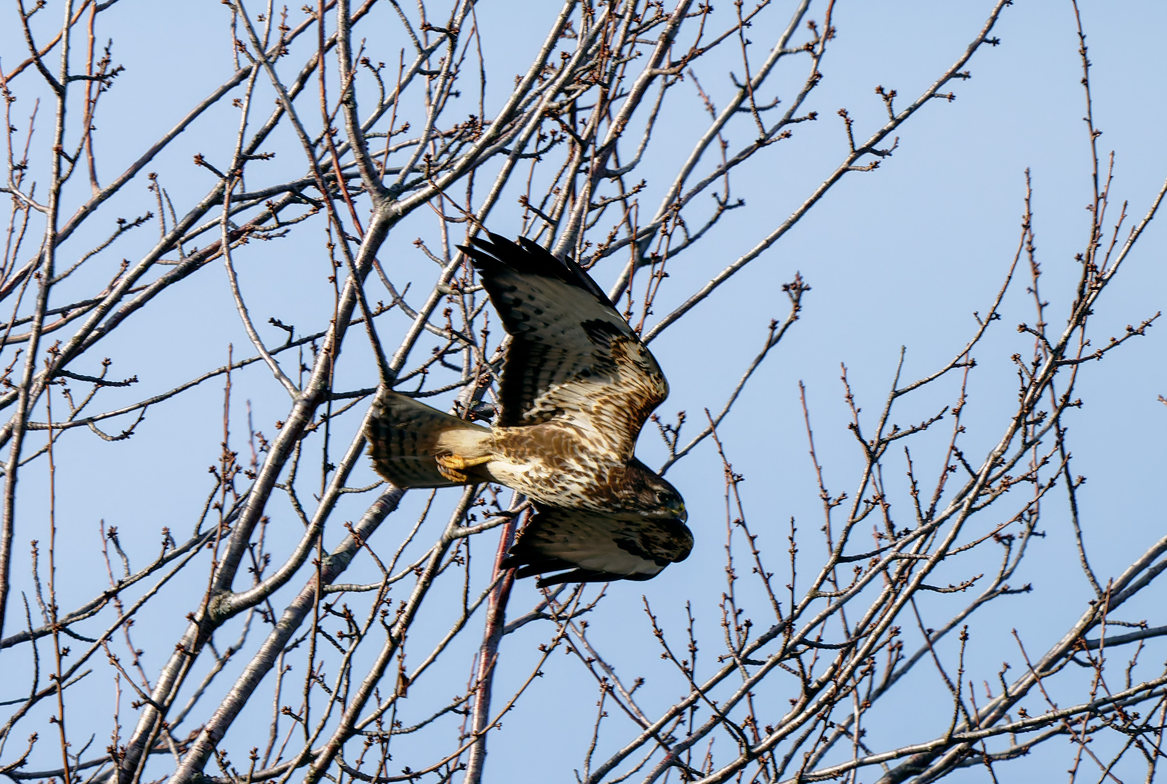 Buzzard