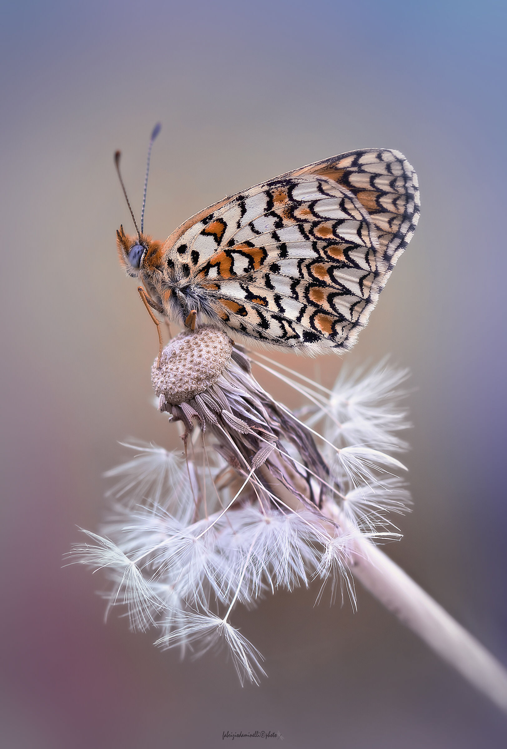 Melitaea phoebe