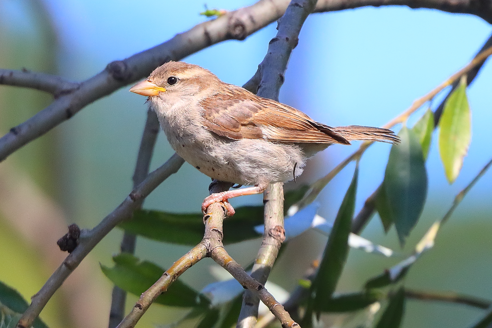 Passero 10 luglio 2025 - 0230