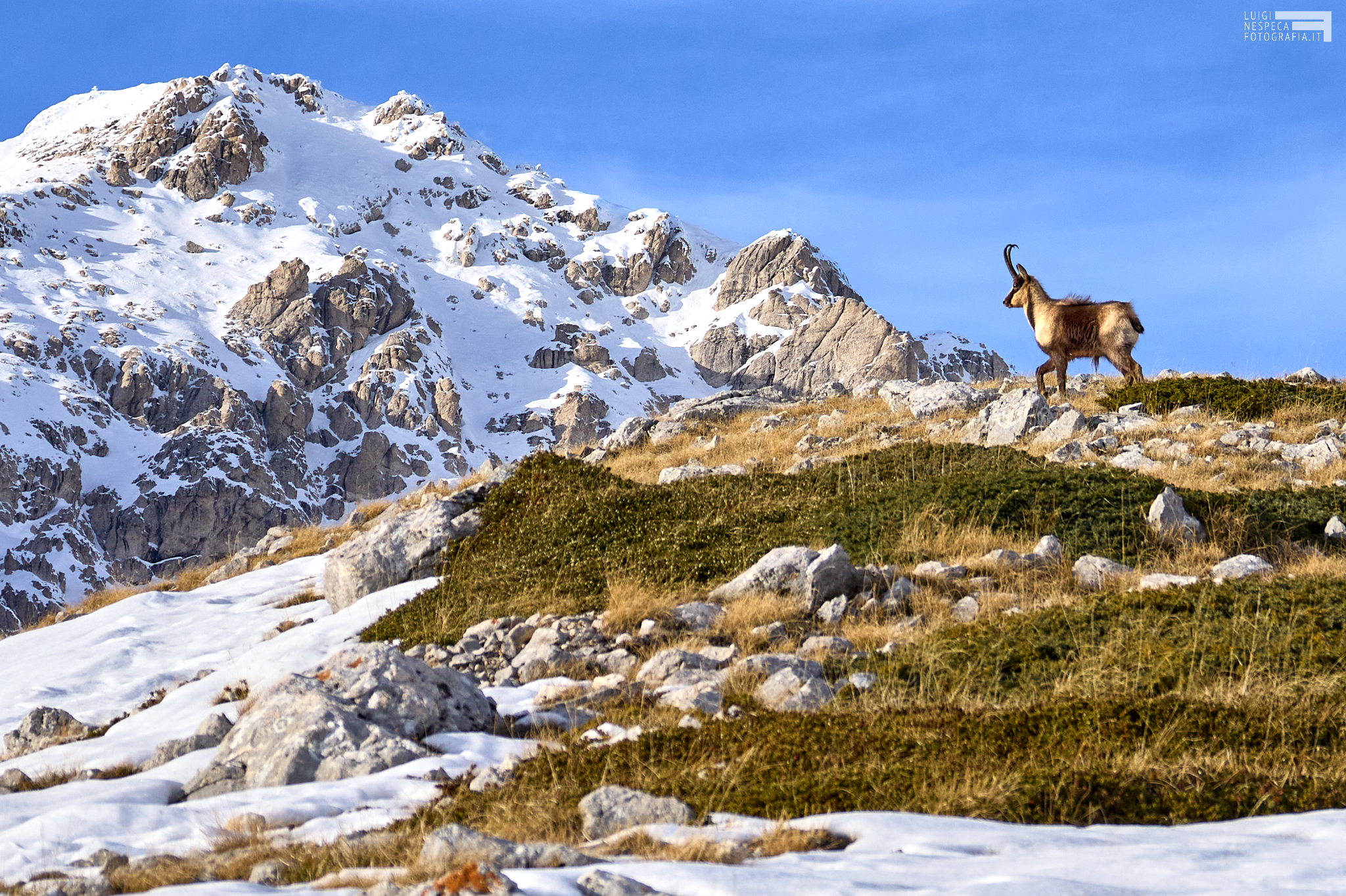 Rupicapra Pyrenaica Ornata - Apennine Chamois