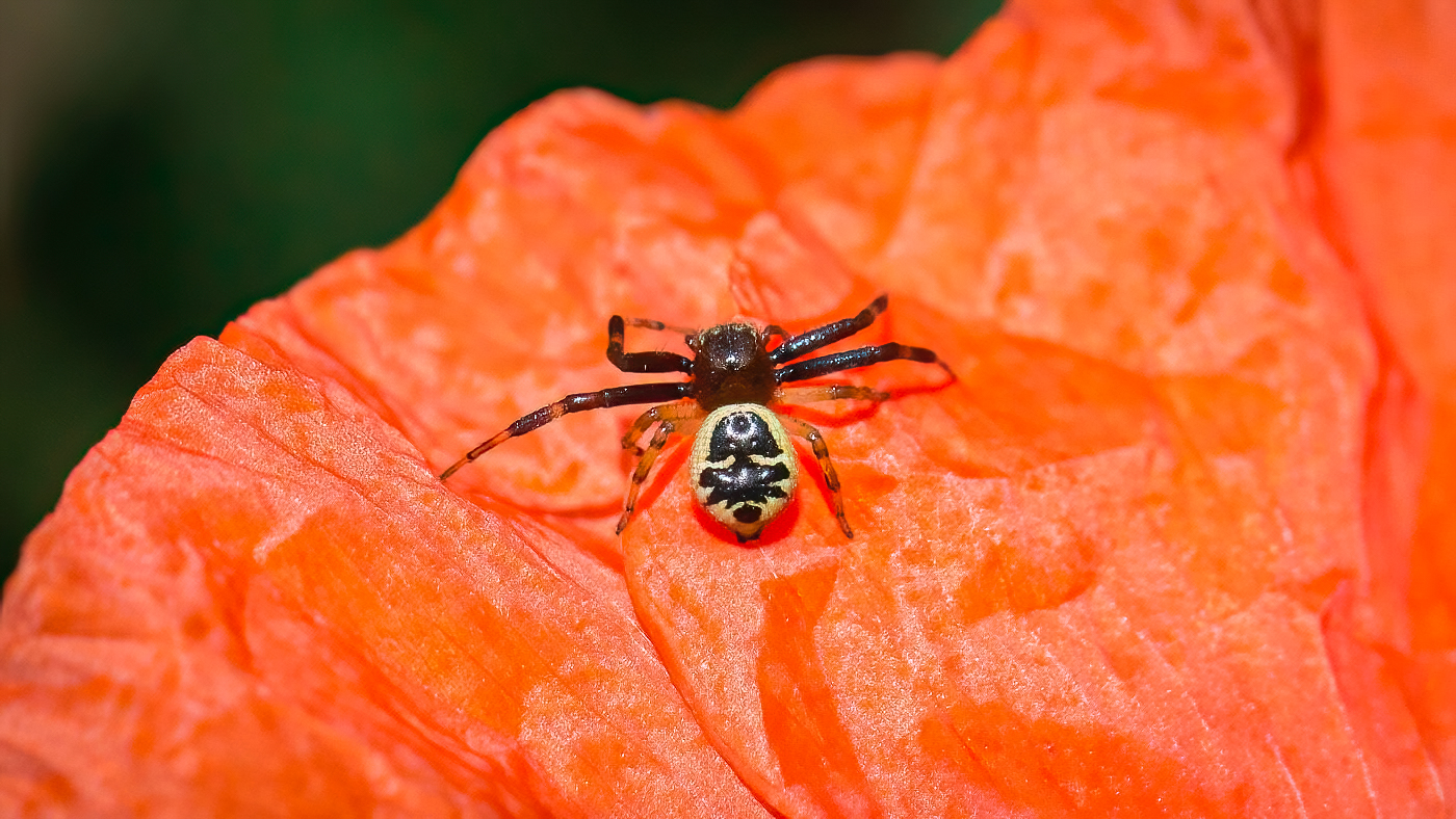 Napoleon Spider