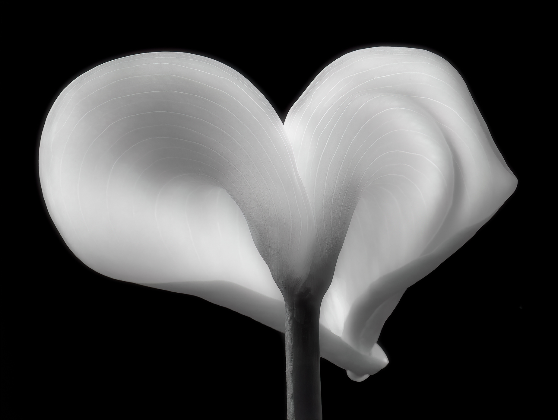 L'eleganza della calla