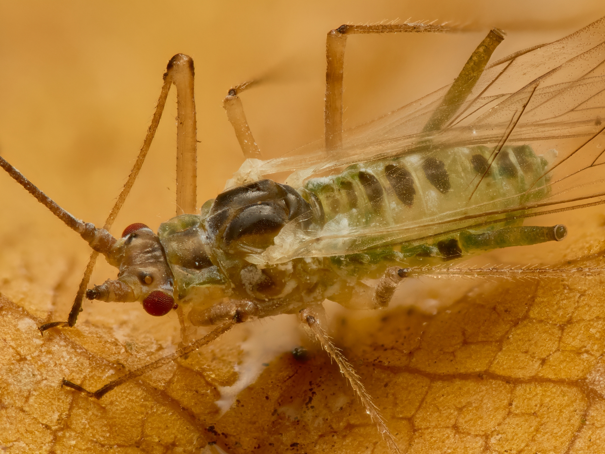 Aphididae