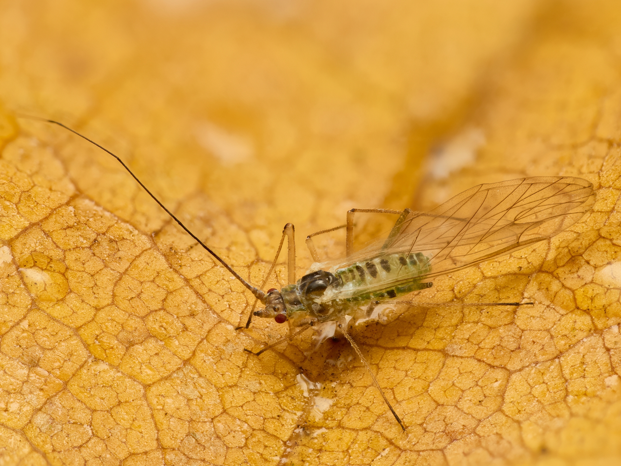 Aphididae