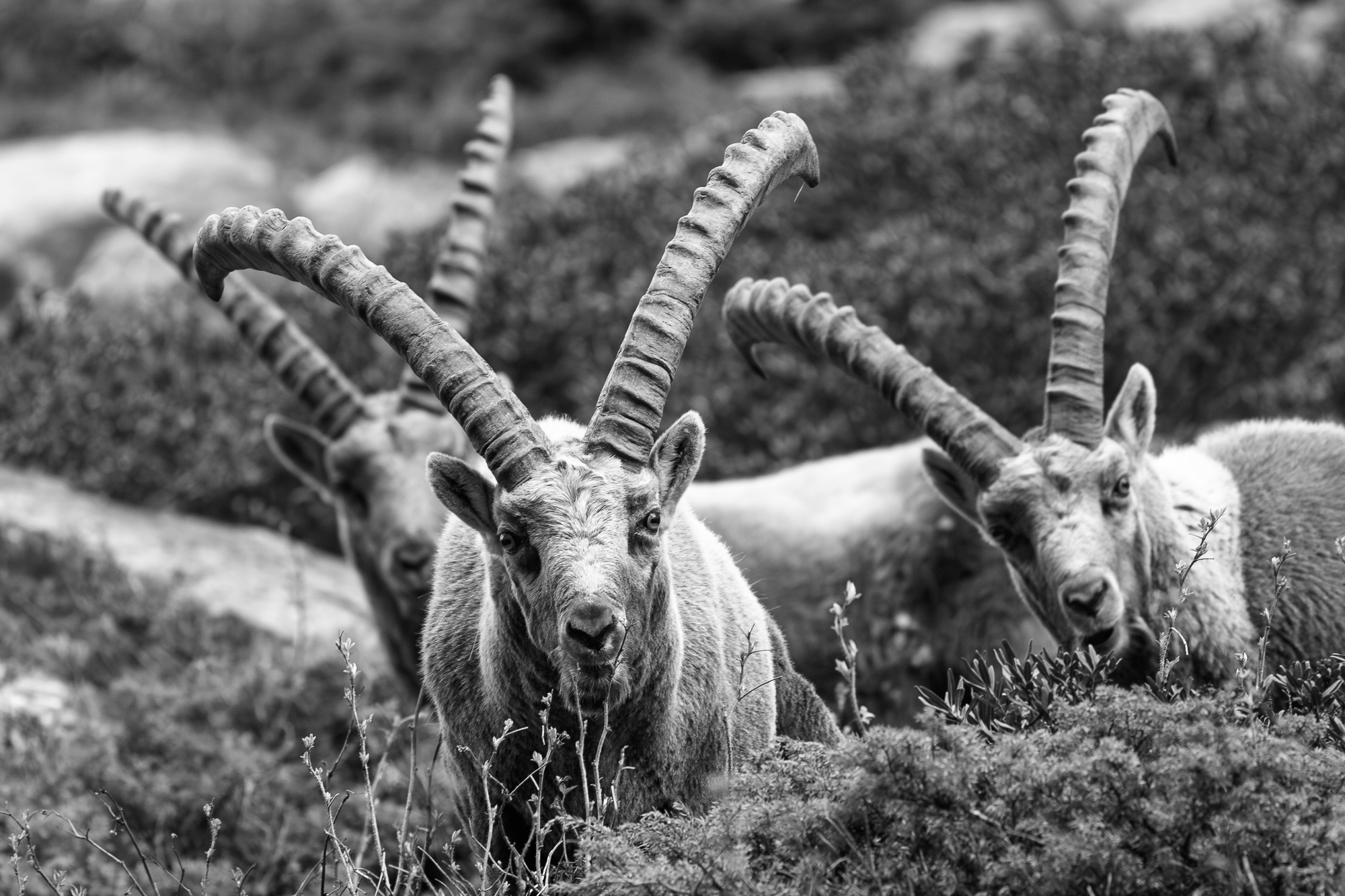 I custodi delle Alpi