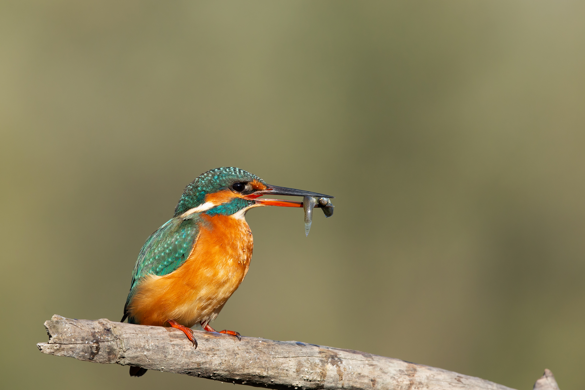 Martinpescatore