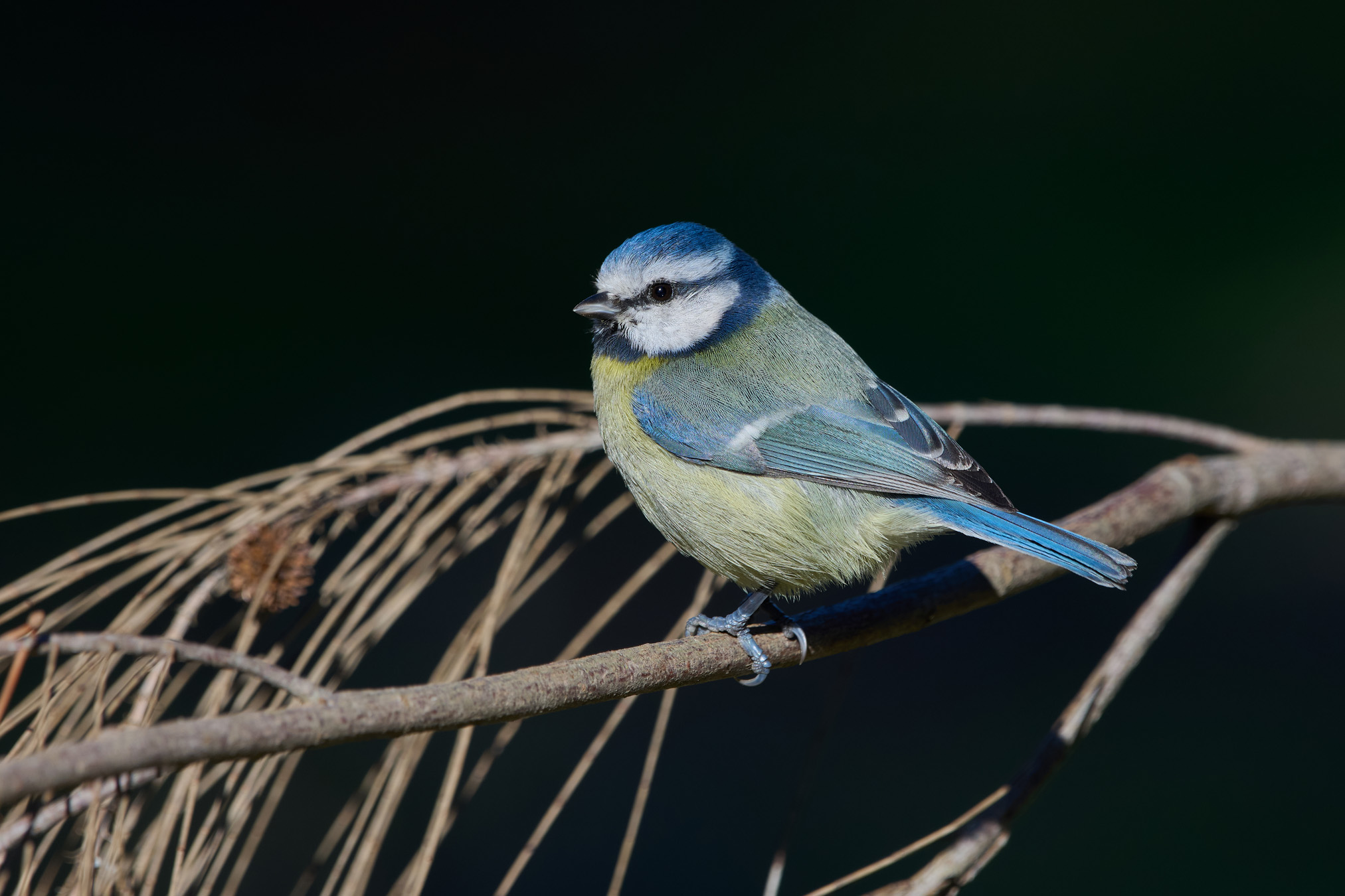 Cince azzurra eurasiatica