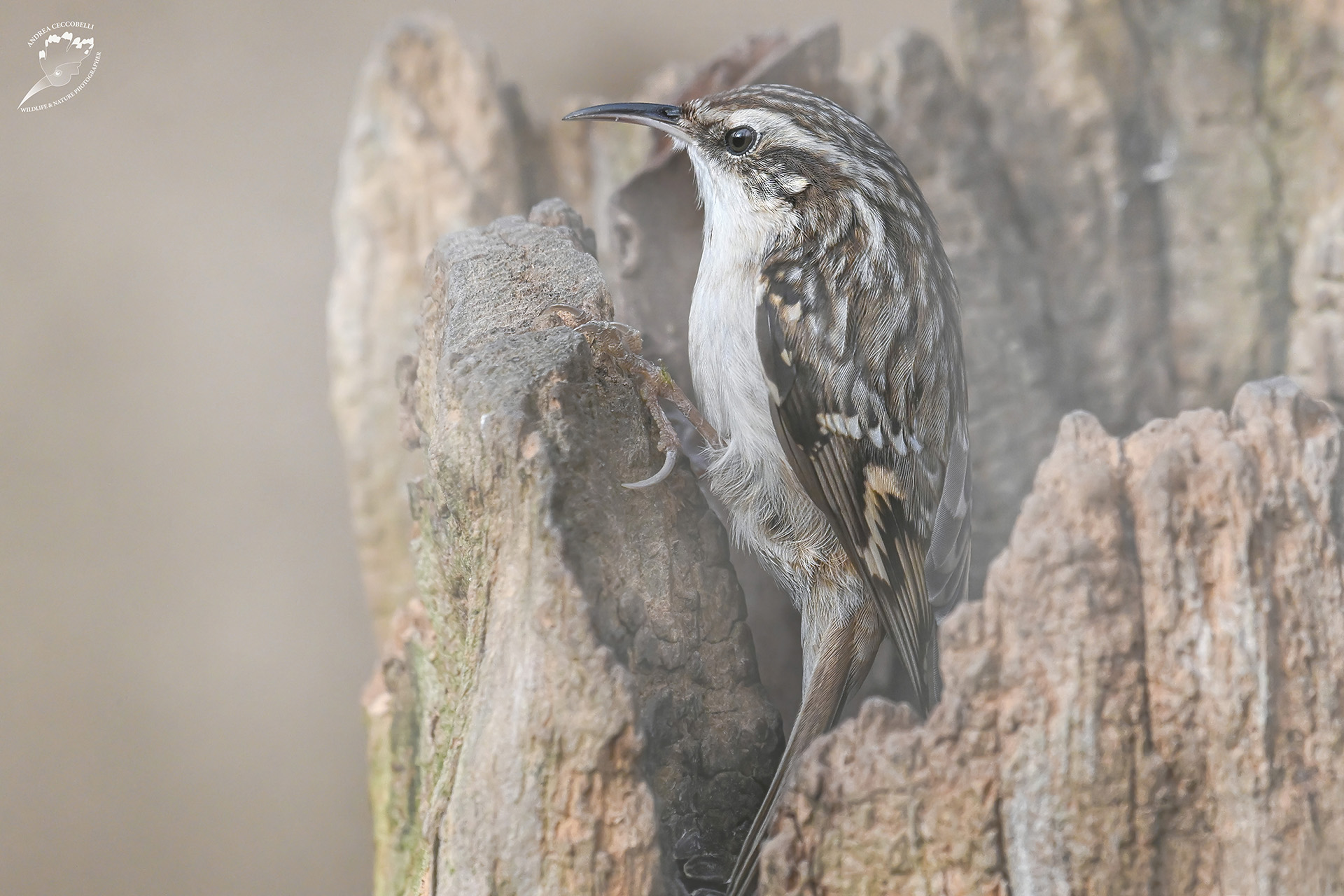 Rampichino - Certhia brachydactyla