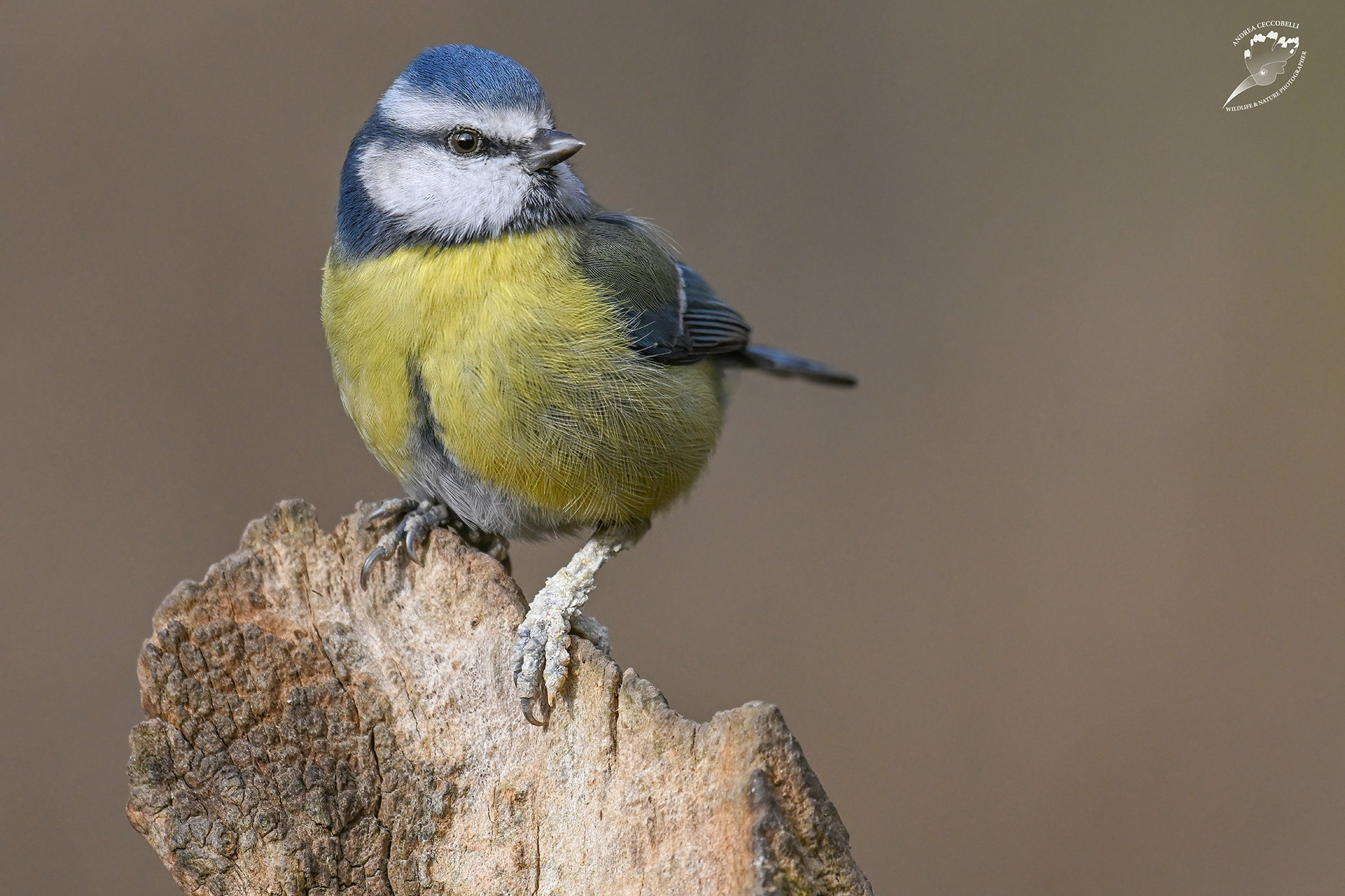Cinciarella - Cyanistes caeruleus