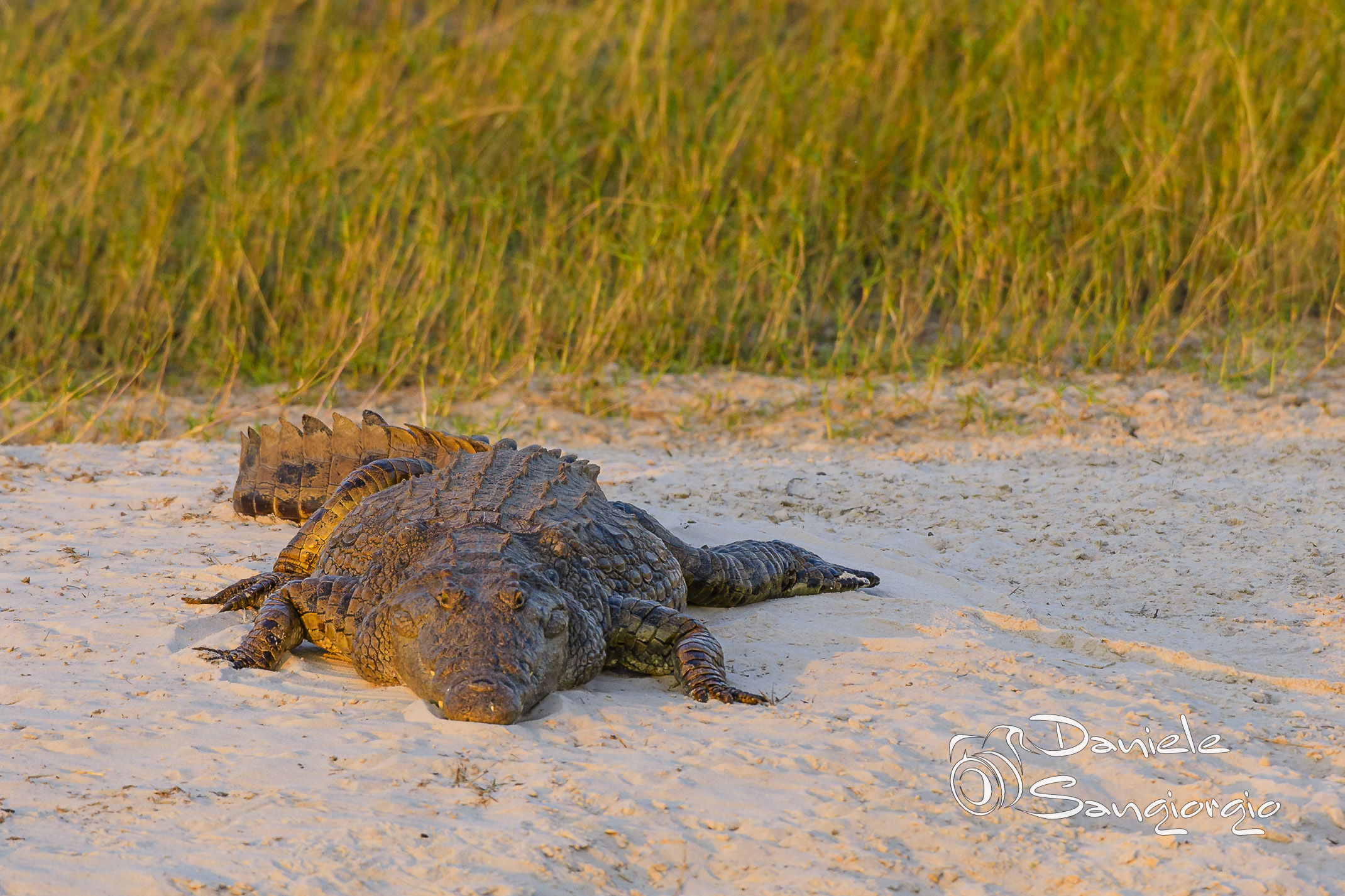 Beached crocodile