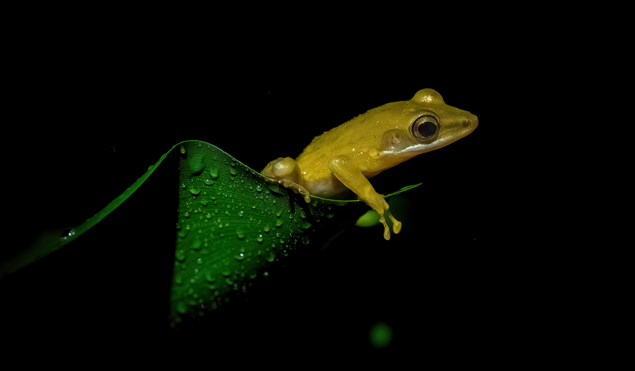 rana d'oro