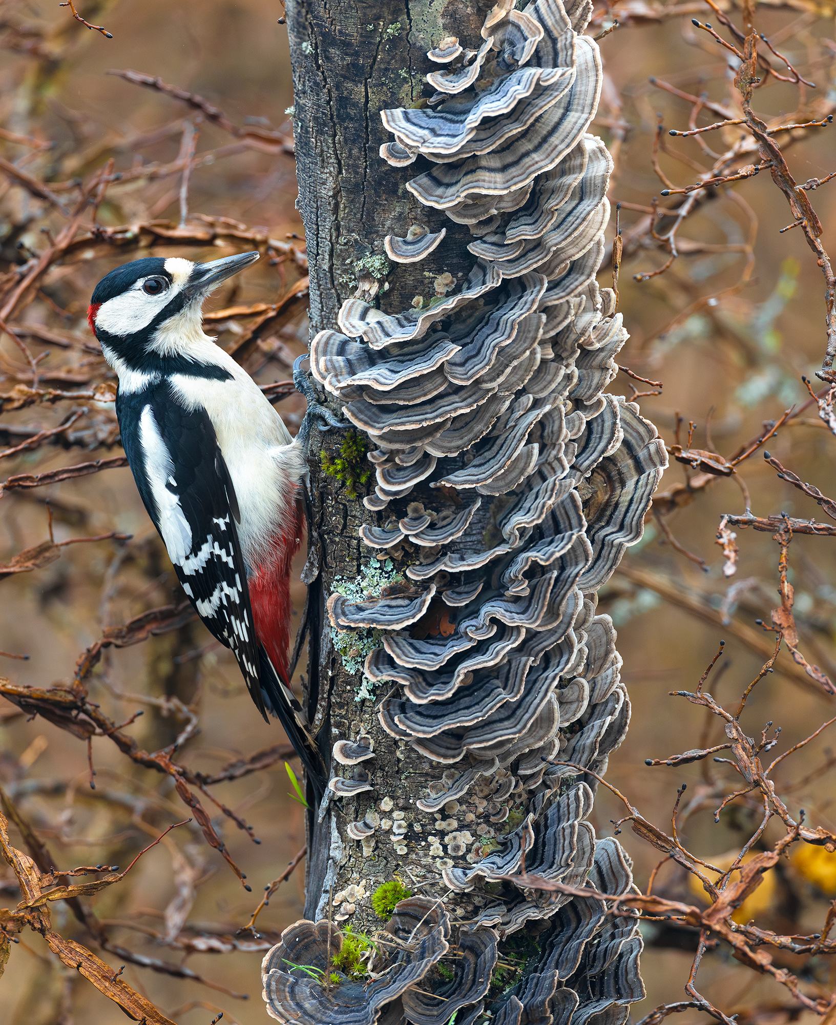 Picchio rosso maggiore