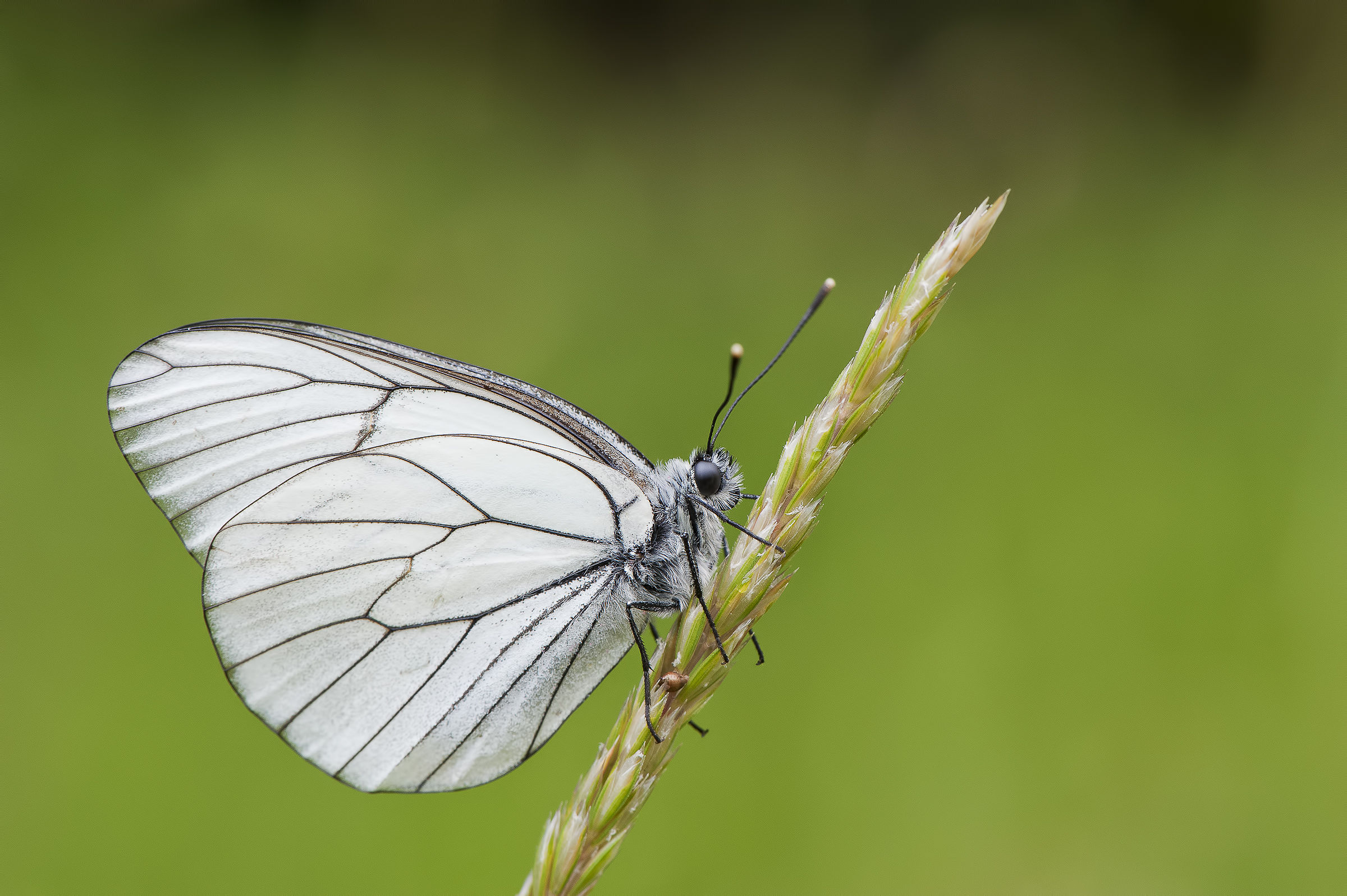 Aporia crataegi Linnaeus Bianco-Nero-Venato.