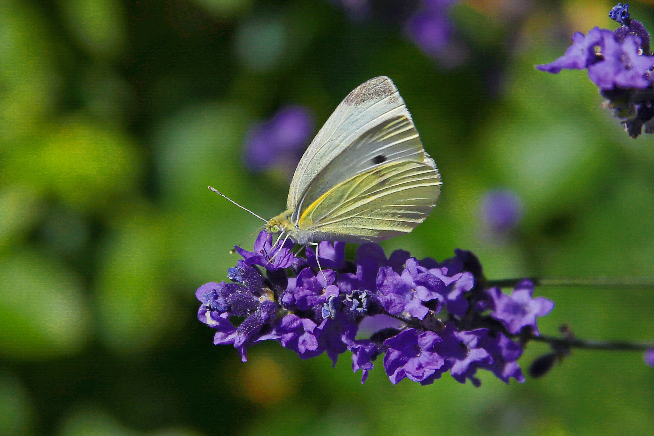 Pieris brassicae