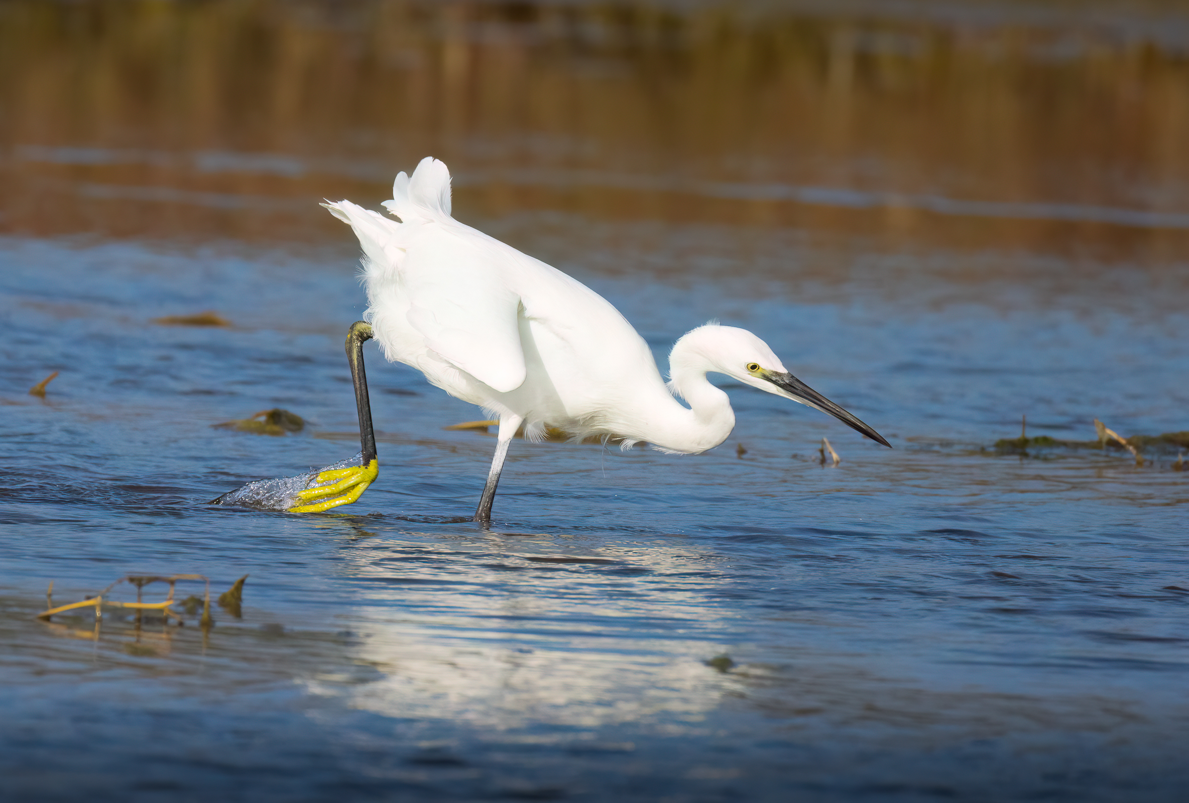 Egret