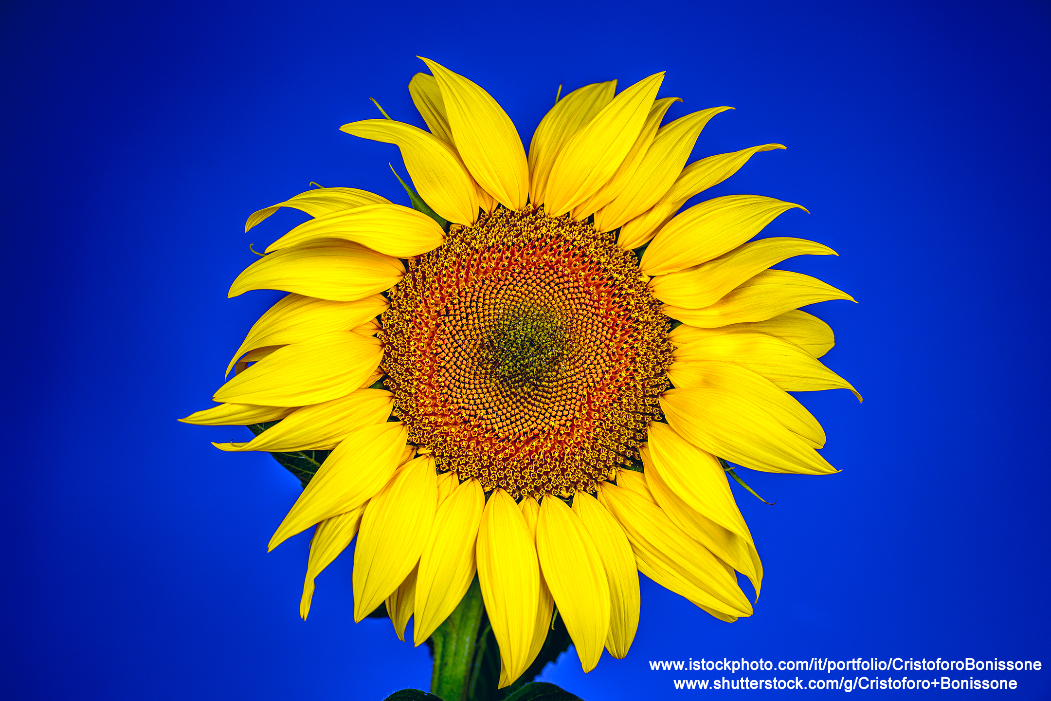 sunflower with blue background