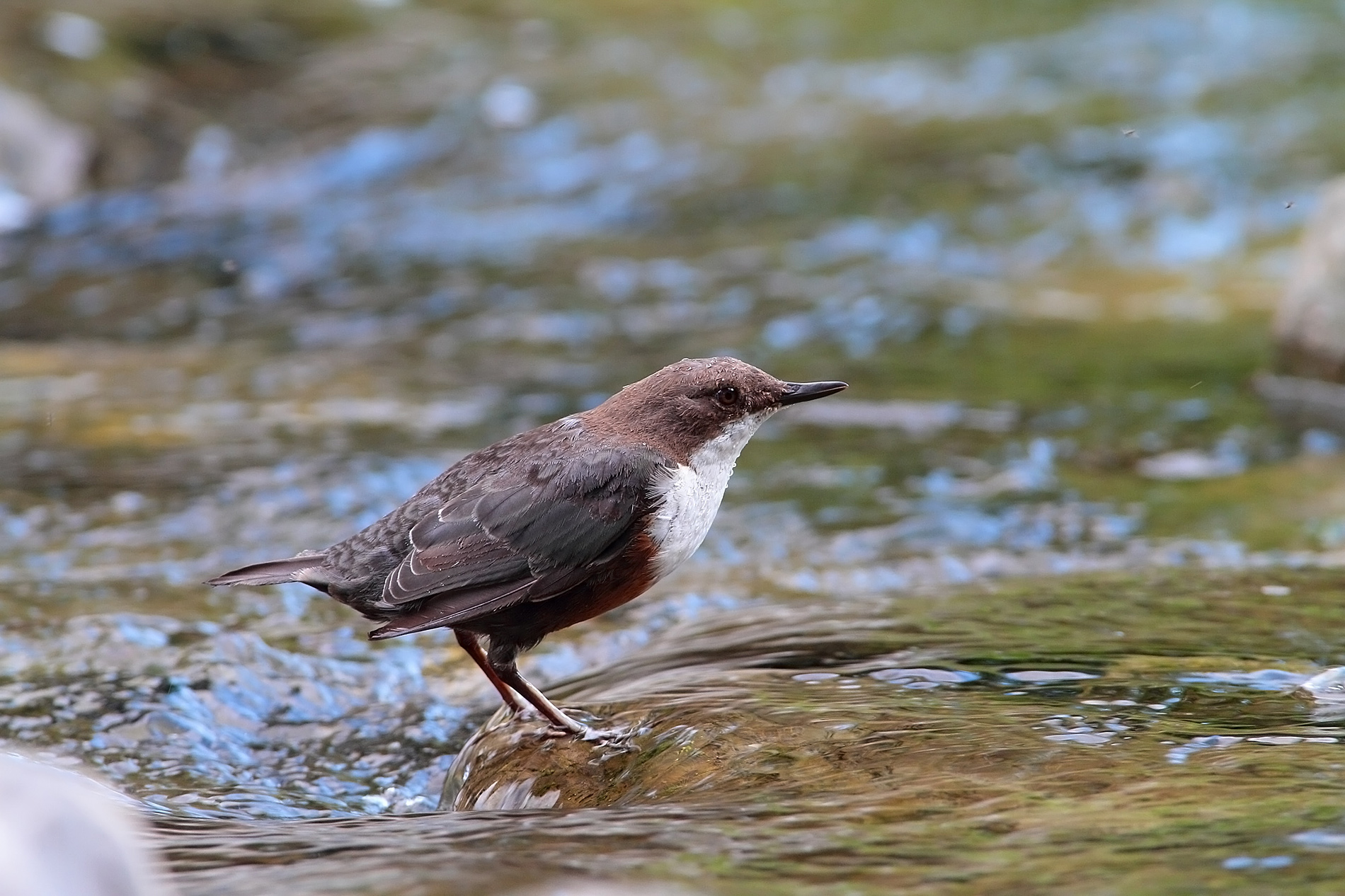 Dipper