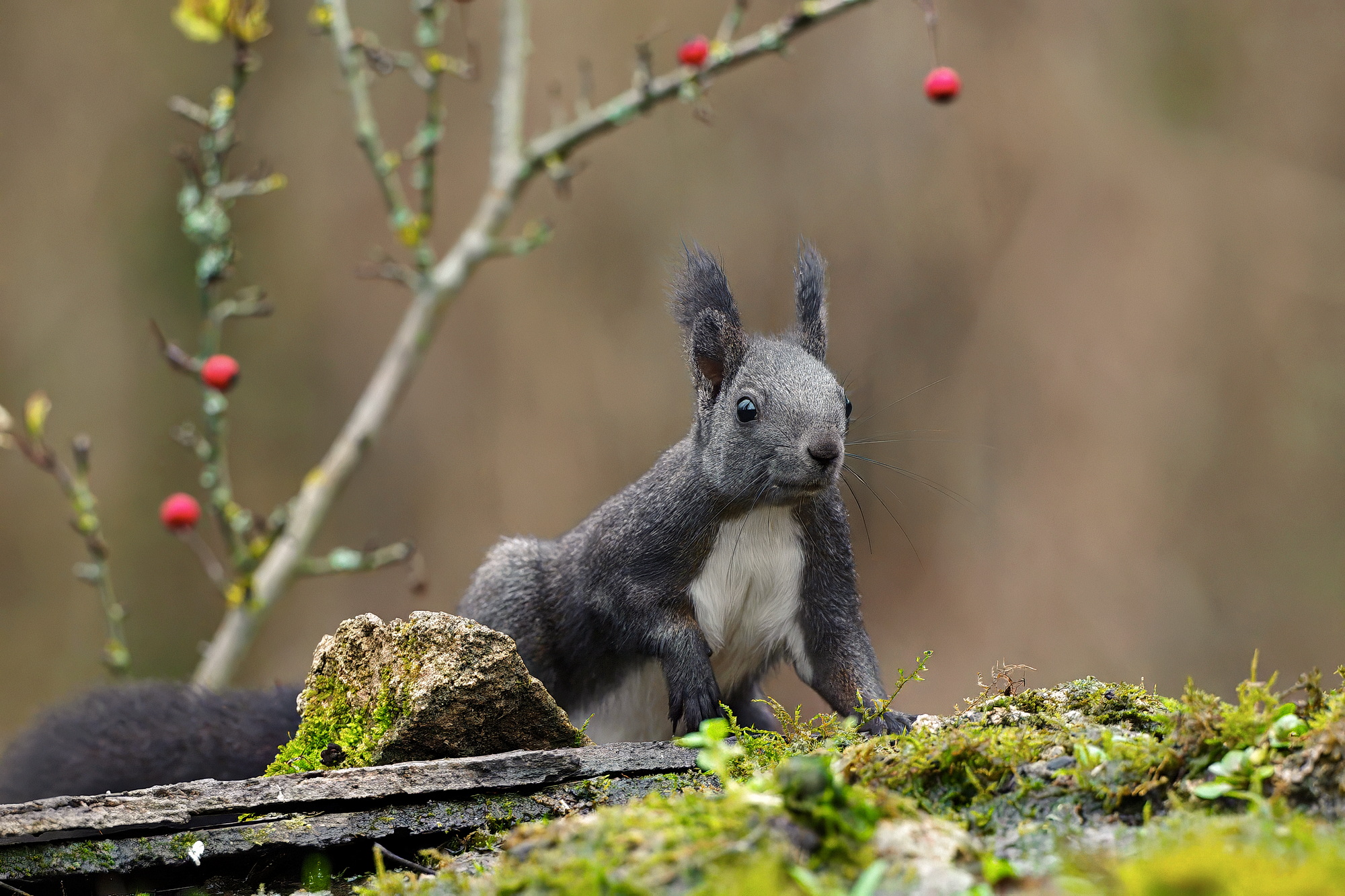 Common squirrel (Sciurus vulgaris)