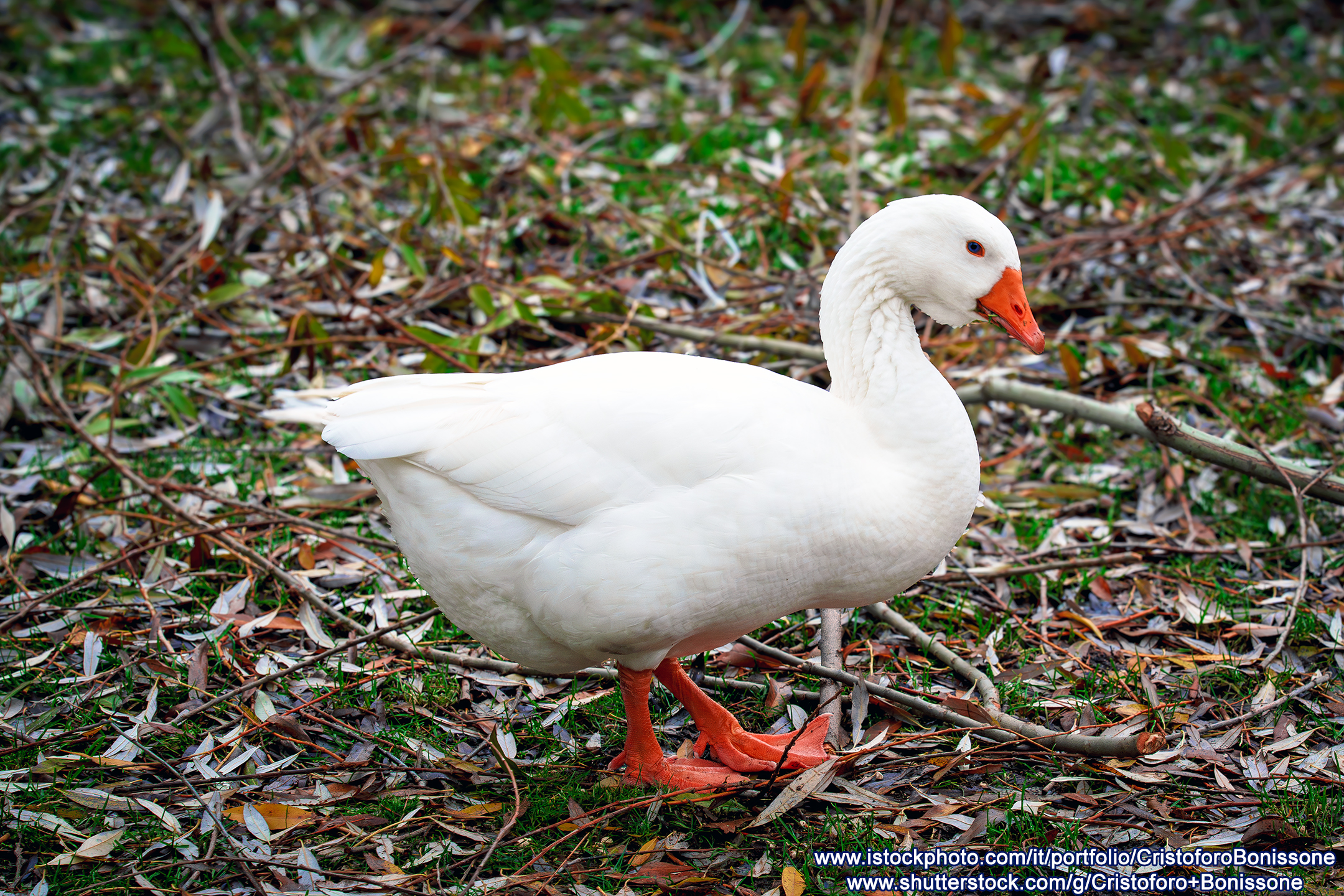 Domestic Goose Scanno Lake Italy