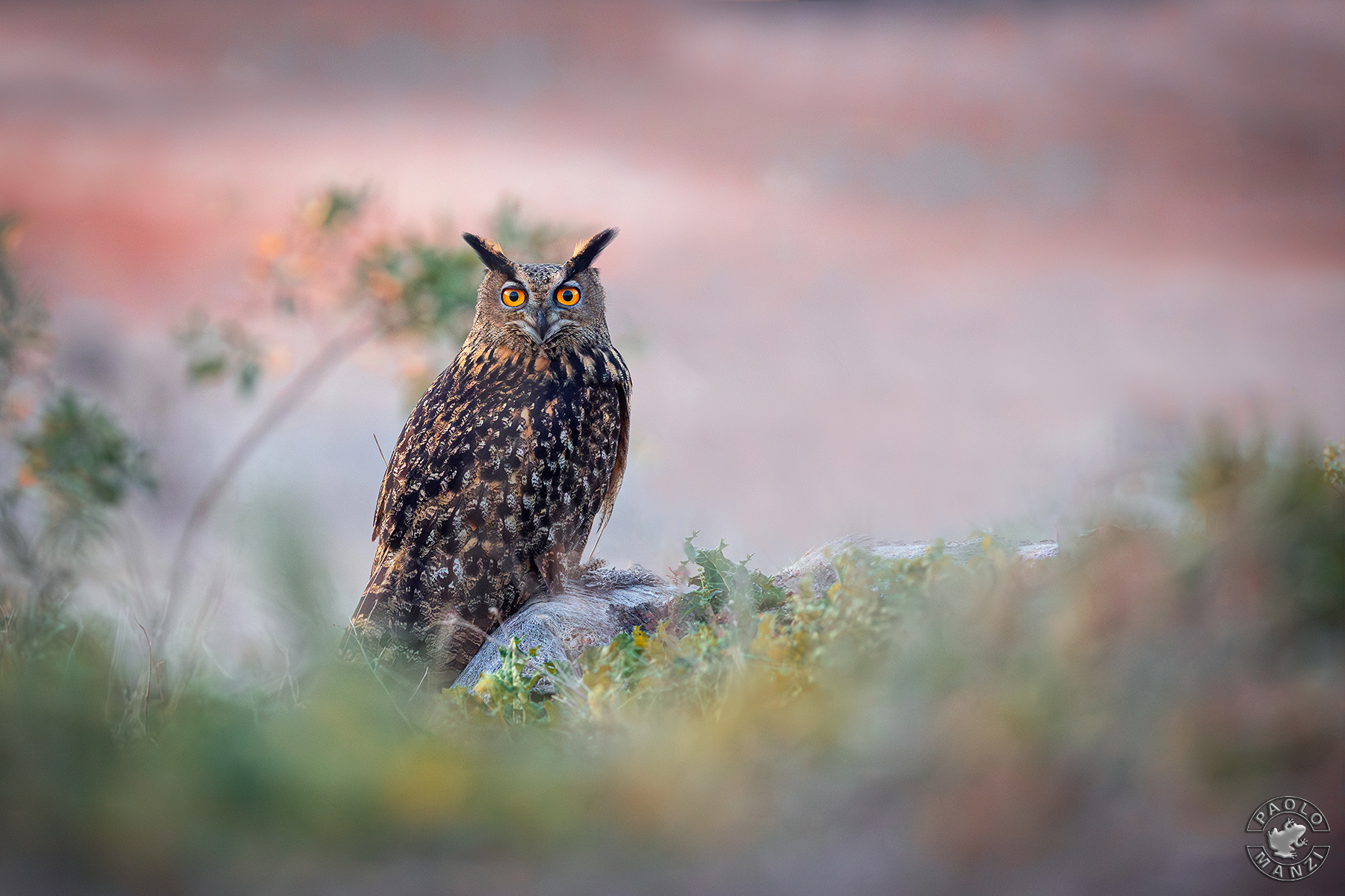 Eagle owl