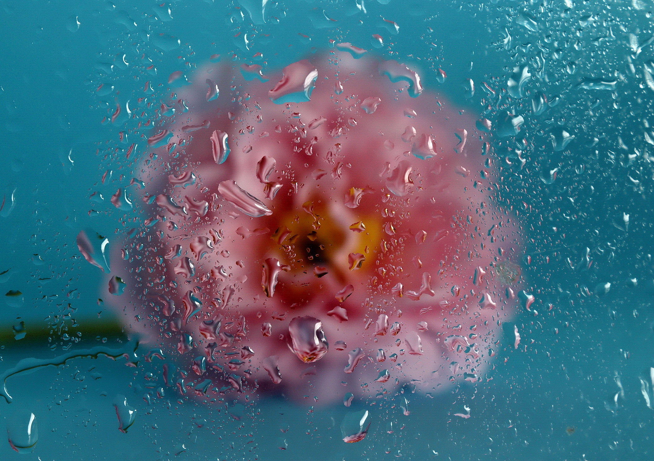 flower behind dewy glass