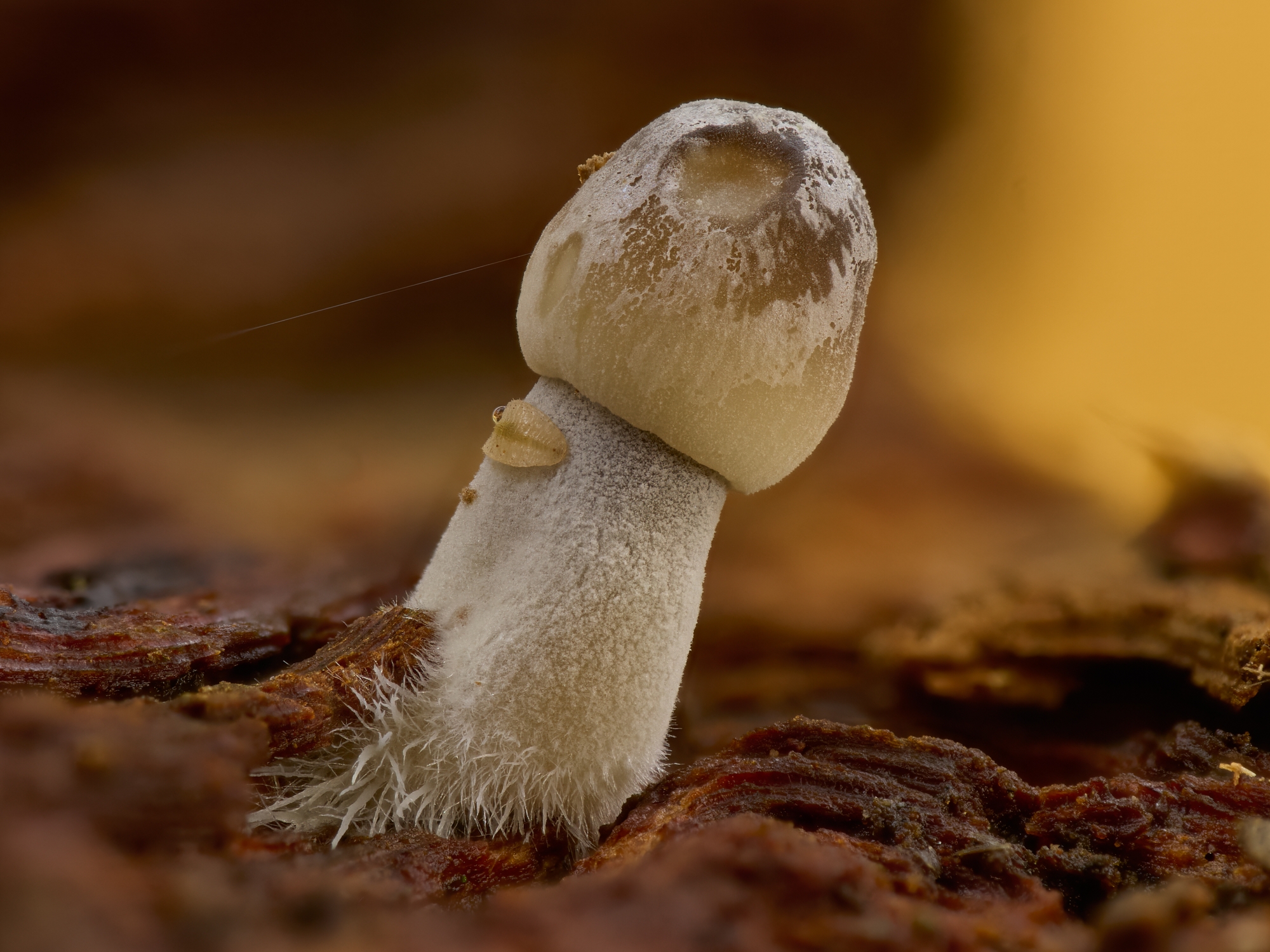 Mycens sp.