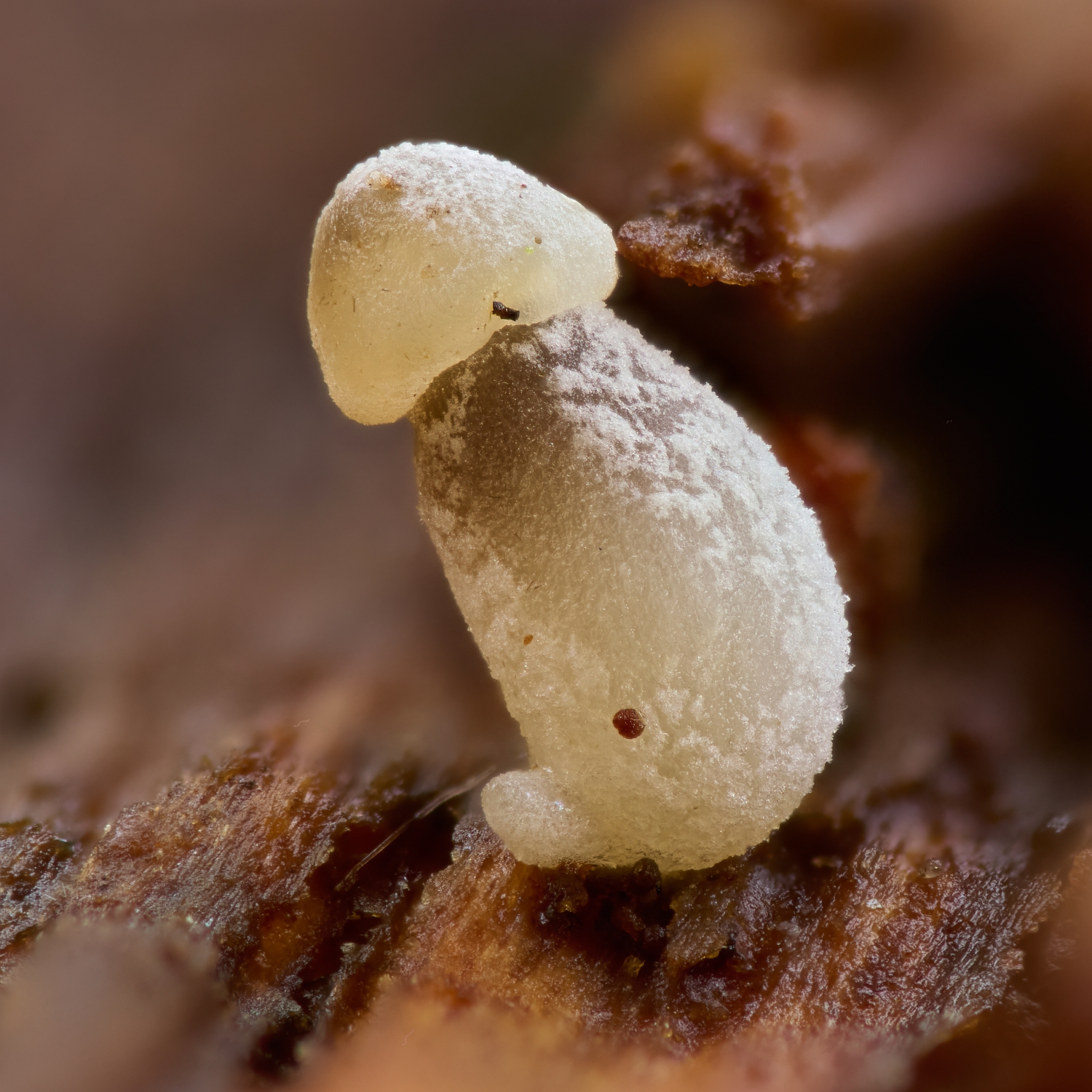 Mycena sp.