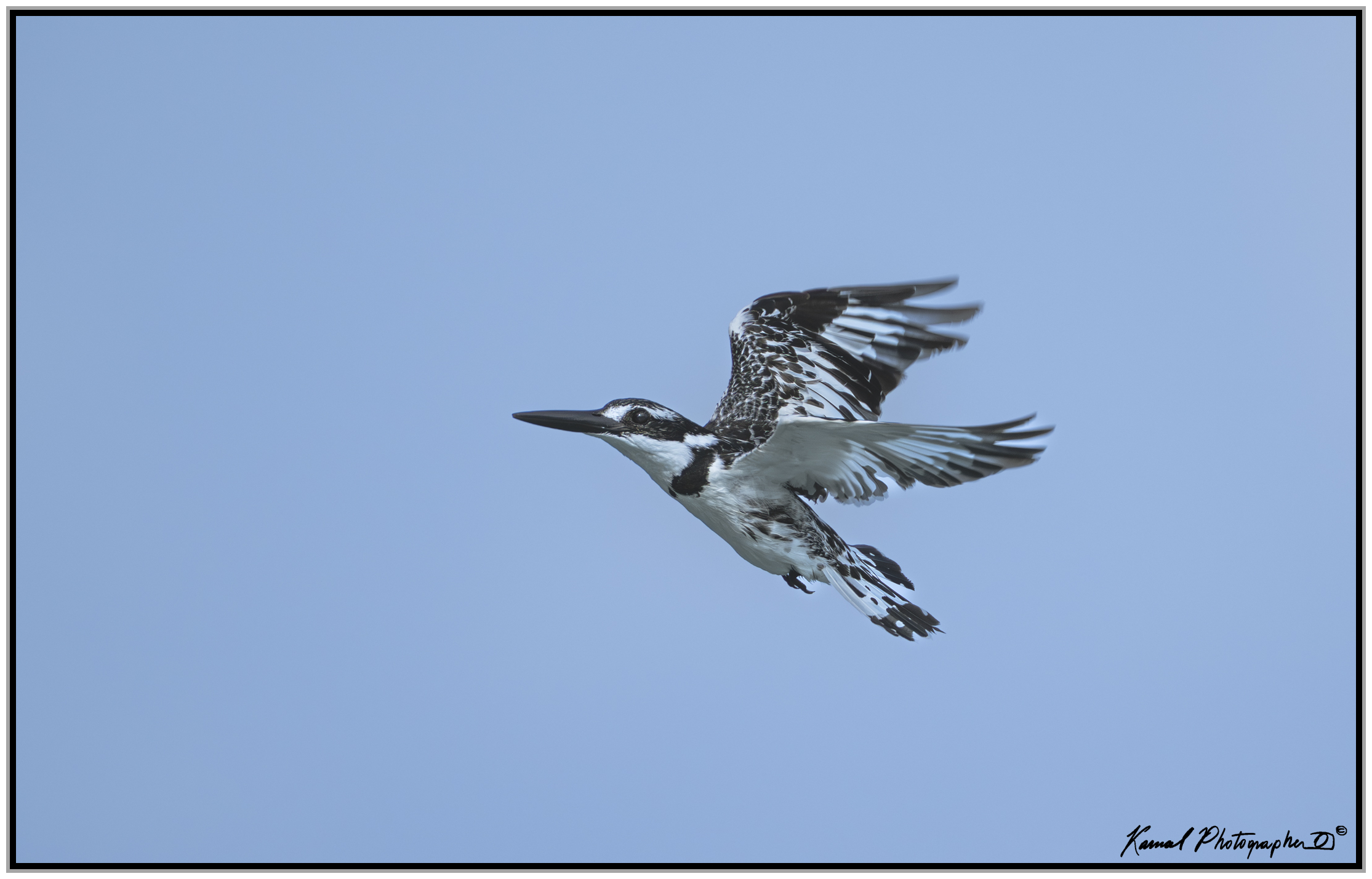 Pied kingfisher (Ceryle rudis)