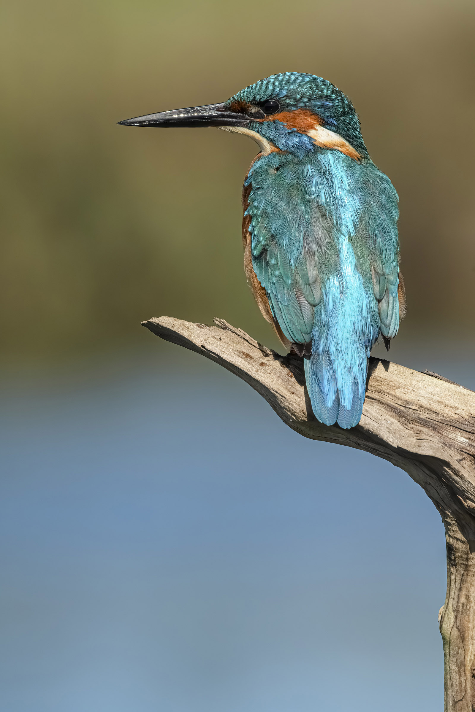 Kingfisher