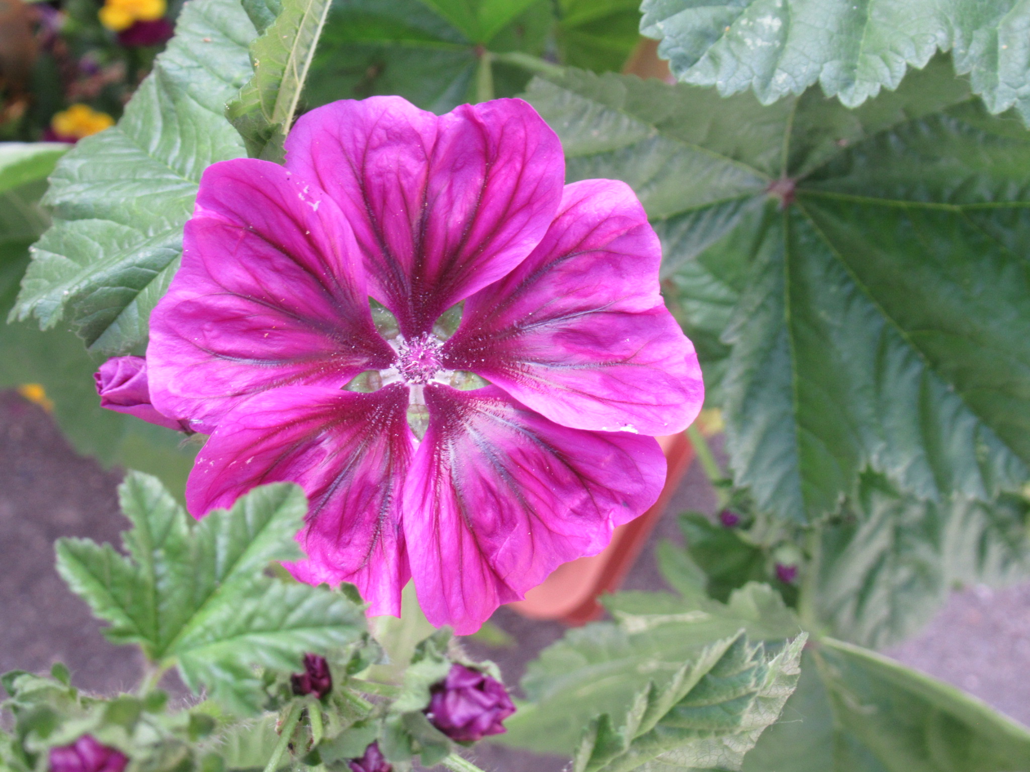 Malva in fiore